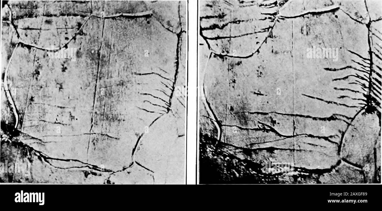 Metallurgia; introduzione allo studio della metallurgia fisica . mm^^^ V :. *« -V, ^^?f li;:^?^;^^^^ Fig. 110. Fig. 111.. Fig. 112. Fig. 113. [Jo faccia p. 254. Struttura DEI METALLI SOTTO IL LIMITE elastico DEL CEPPO 255, poiché non si produce nulla, ma una deformazione puramente elastica. In realtà, il test di sollecitazione alternante è probabilmente il metodo più sensibile per determinare questo Umit trueelastico, ed ha il vantaggio di non risentire della particolare condizione di lavorazione a freddo in cui il metallo può trovarsi, in quanto l'applicazione di sollecitazioni alternate ridona gli vertici elastici in entrambe le te Foto Stock