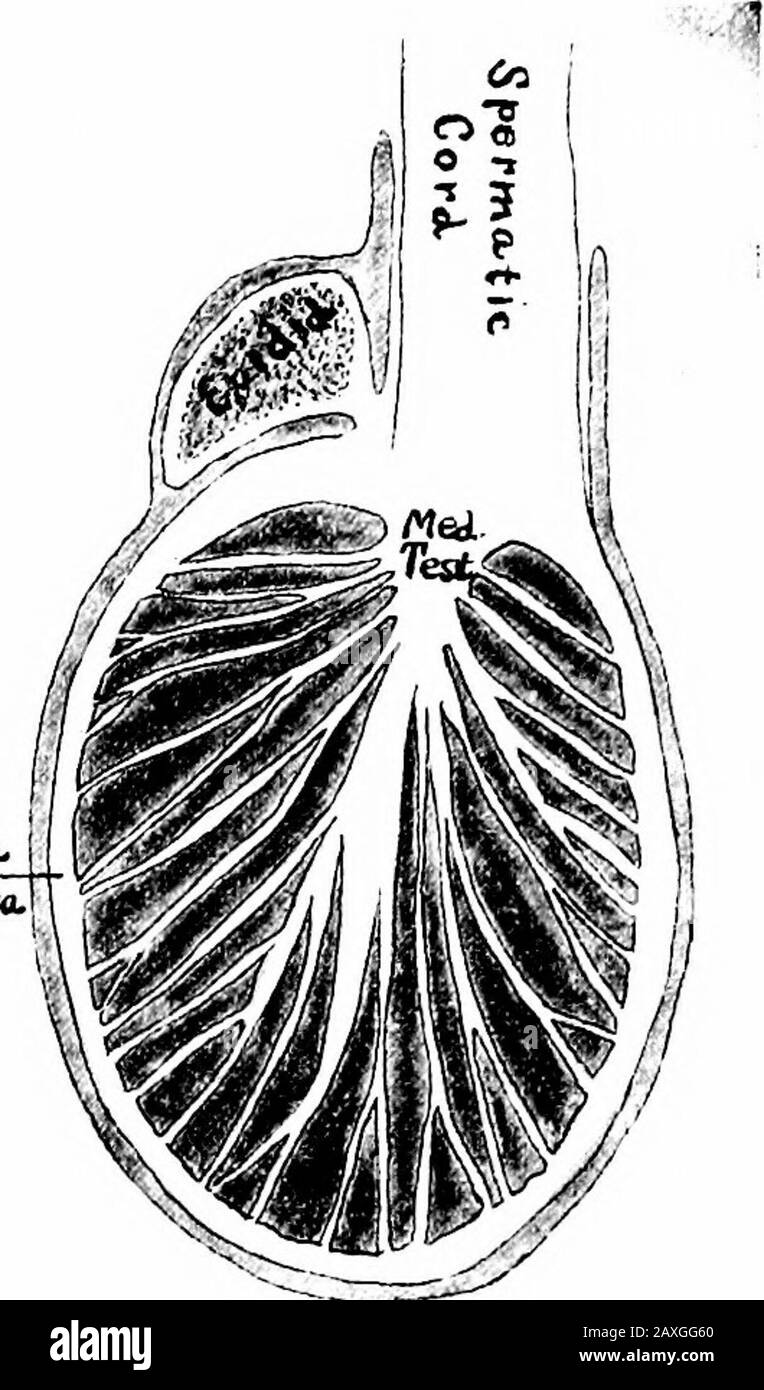 Un manuale di anatomia . Tunica.. Itthw.. Fig. 236.-il testicolo sinistro in situ con ilunica vaginalis parzialmente rimossa. Fig. 237.-sezione frontale del testicolo, dell'epi-disimo e del cordone spermatico. Esso è diviso in due compartimenti da un setto {setto scroti) che corrisponde alla cresta, o raphe all'esterno. InternallyEach compartimento è fiancheggiata da una membrana sierosa, la stratificazione parietale della tunica vaginalis testicolo. Questo è stato derivato dal peritoneum ?24 IL CORDONE SPERMATICO 325 durante la vita intrauterina. Tra la membrana serosa e i brinini i dartos (tunica dartos) che contengono un po' di muschio liscio Foto Stock