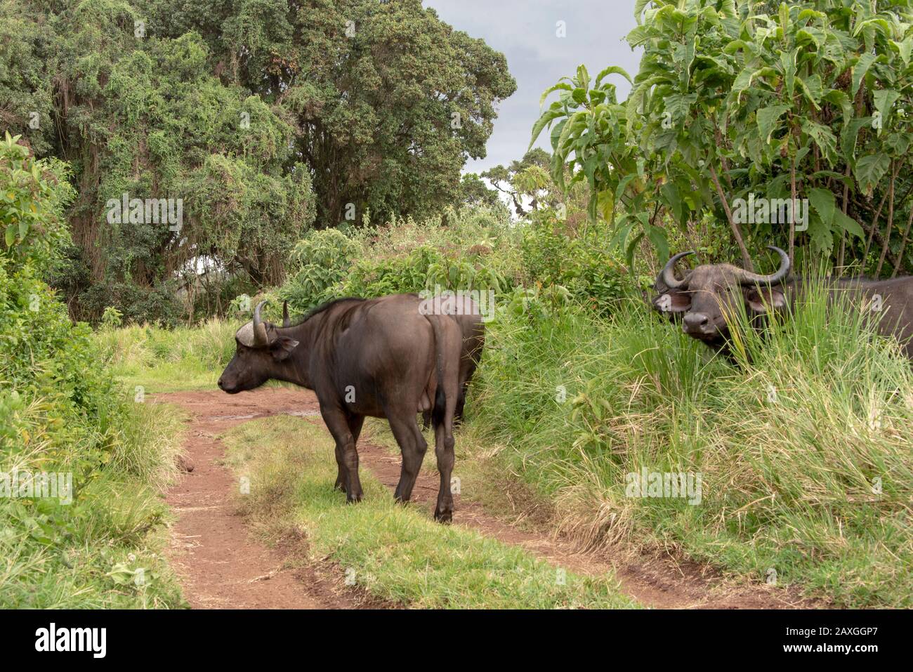 Buffalo sul lato della strada, all'esterno dell'area di conservazione del cratere Ngorongoro Foto Stock