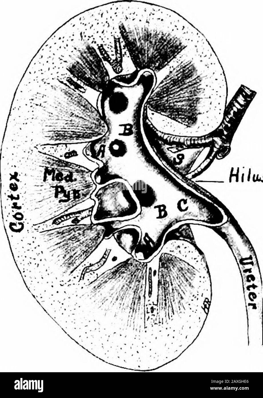 Un manuale di anatomia . Grasso Pararenale. L'organo è tenuto all'interno del rene destro. A. A, posizione Calyces dagli organi circostanti, minores; B, B, calyces majores; C, pelvi ! • n i i i i dell'uretere; 5, hilo del rene. Ctiietty e somcwhat dalla fascia renale. I vasi di rene di Ike sono l'arteria renale e la vena renale. I nervi sono circa quindici in numero e sono derivati dal plesso terenale. Questo plesso è formato dai rami del solarplesso, del ganglio celiaco, del plesso aortico e dei piccoli e meno splanchnicnervi. Si dirama dal decimo, undicesimo e dodicesimo torace a Foto Stock