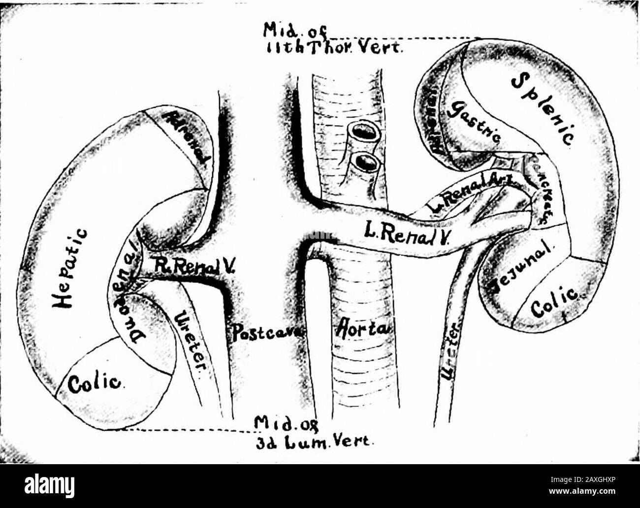 Un manuale di anatomia. Rior pancreaticoduodenale (dalla gastroduodenale dell'arteria epatica), il pancreaticoduodenale inferiore (dall'arteria mesenterica superiore) e il branchesato pancreatico dalle arterie spleniche ed epatiche. Le vene si svuotano nelle vene mesenteriche, spleniche e portali superiori. I nervi sono maintlysimpatici dal plesso solare per mezzo dei plessi mesenterici celiaci, splenici e superiori. Capitolo VIII IL SISTEMA URINARIO il sistema urinario comprende i due reni, due ureteri, il tedder e l'uretra. Il KJDITEYS Ogni rene {ren) è un grande organo a forma di fagiolo, Foto Stock
