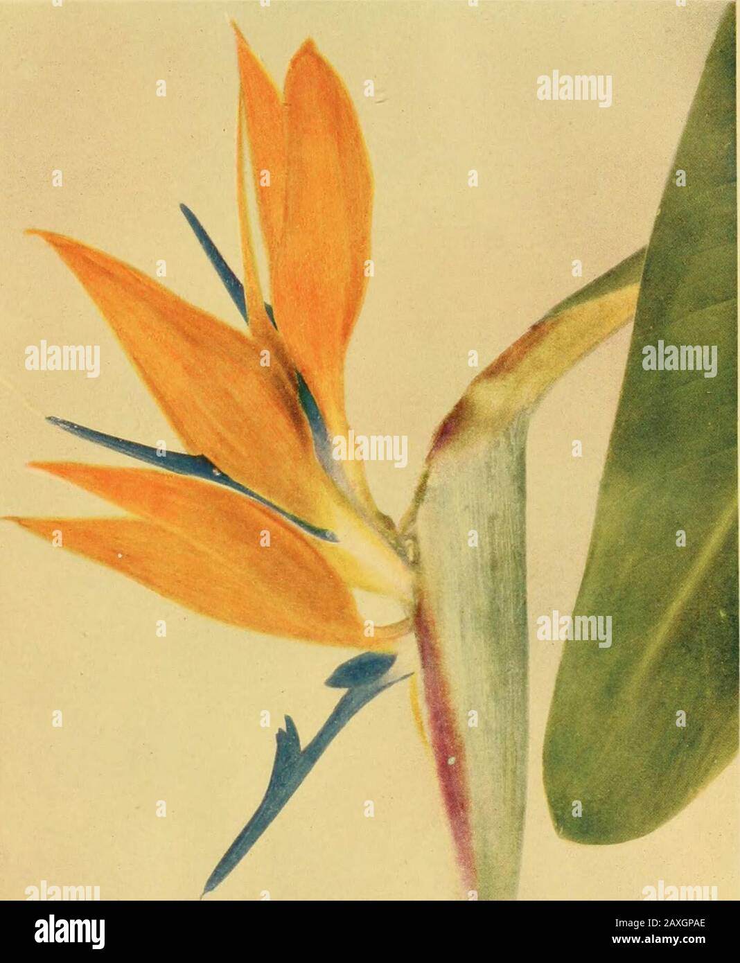 La cronaca dei giardinieri : una rivista settimanale illustrata di orticoltura e soggetti alleati . piante, asleaves sono a volte tirati con i fiori, e se fatto senza sosta il root6 anche può bestrained. Nel complesso, quindi, si dovrebbe consigliare il taglio; inoltre, i gambi tagliati assorbono acqua più prontamente di quelli tirati, e i fiori sono così probabile rimanere freschi per il periodo dell'alonger. Vite Non Fruttifero : col. D. la vite in questione essendo nel mezzo della casa era probabilmente ombreggiata troppo dalla sua stagione di vicinato, che era molto carente di luce solare, quindi le gemme non erano completamente de Foto Stock