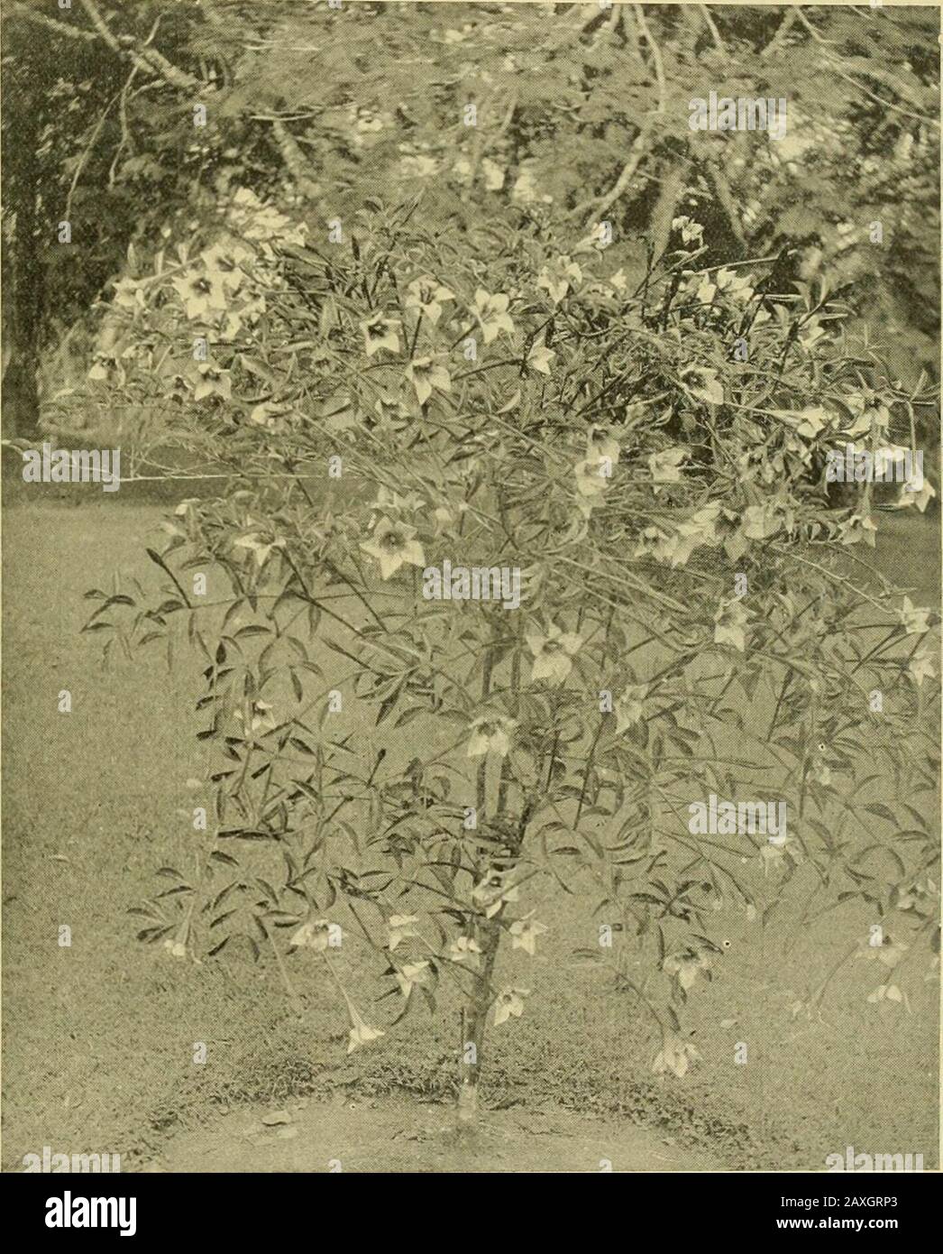 La cronaca dei Gardeners : una rivista settimanale illustrata di orticoltura e soggetti alleati . nk,Berkhamsted. Esperienza. SCOZIA. DECESSO ACCIDENTALE DI UNO YOUNGGARDENER. Un giovane giardiniere di Edimburgo, Adam Sten-house, si è incontrato con la sua morte in modo triste ri-cently. Bevve da una bottiglia contenente acido e paraffina per errore per lemonade.Lo shock della scoperta causò insufficienza cardiaca, anche se la miscela in sé non era di carattere apoisonico. Danni AD ABERDEEN GARDENS.Wanton lesioni è stato causato a diversi Aber-deen Gardens. Una delle persone più ferite è la costruzione Della Royal Housing C. Foto Stock