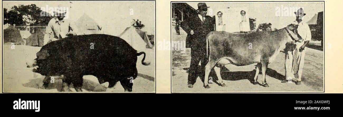 Fattoria pignorante . fcROPS 36* 30* 1913 1914 1915 1916 19/7 1918 1919 1921 1921 1923 1923 1924 1926 1925 1927 1928 1929 1930 1930 BUONI SOSTITUTI PER I SUDDETTI RACCOLTI DI CASSA. GRAN CAMPIONE POLONIA-CINA BOAR AT ]929 STATE FAIR PRIMO PREMIO JERSEY MUCCA AL 1929 STATE FAIR 12 NORTH CAROLINA FARM FORECASTER PREZZI PAGATI AI PRODUTTORI DEL NORTH CAROLINA PER PRODOTTI AGRICOLI 1925 1926 1927 1928 1929 1930 FATTORIA U NIT GEN. GEN. GEN. GEN. GEN. GEN. GEN. GEN. Aprile Maggio Giugno Luglio Agosto Settembre Ottobre Novembre Dicembre Gennaio - Braccio B Orops 1.19 Corn Bu. 1 46 1.06 .83 .89 1.09 1.12 1.17 1.19 1.22 1.24 1.28 1.28 1.18 1.06 1.00 .98 vvneai, bu. 1 8 Foto Stock