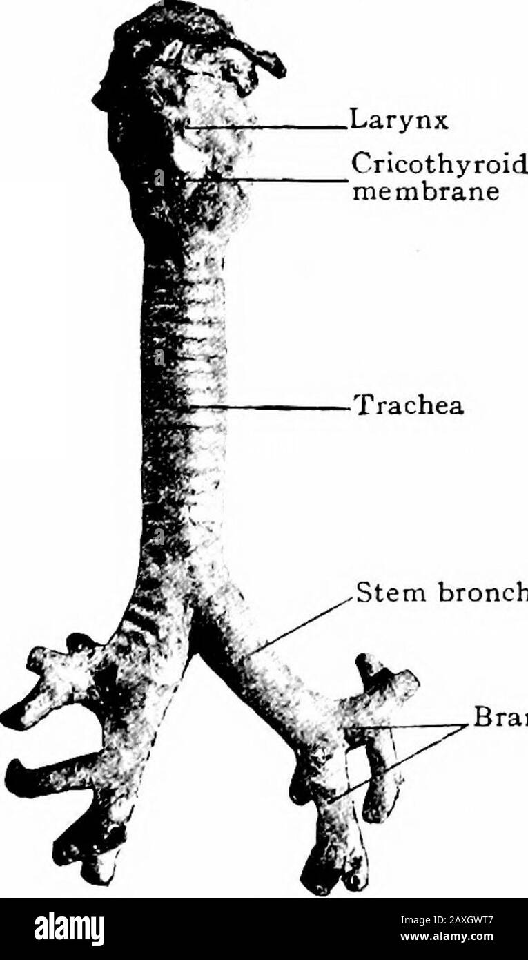 Un manuale di anatomia . Nel maschio questo misura circa 23 mm. Di lunghezza nella femmina circa 16 a 20 mm. I tre quinti ventrali costituiscono la parte vocale {pars intermembranacea) e i dorsalbi-quinti sono la parte respiratoria {pars intercartilaginea). La forma di ciascuna porzione dipende dai movimenti delle pieghe vocali durante la respirazione e la fona-zione. La parte inferiore della cavità della laringe constitudeil corpo e questa è di forma nearilcilindrica. I muscoli della laringe sono intrinseci ed estrinseci. Theformer serve a spostare la larynxup e giù, mentre quest'ultima areconnessone Foto Stock