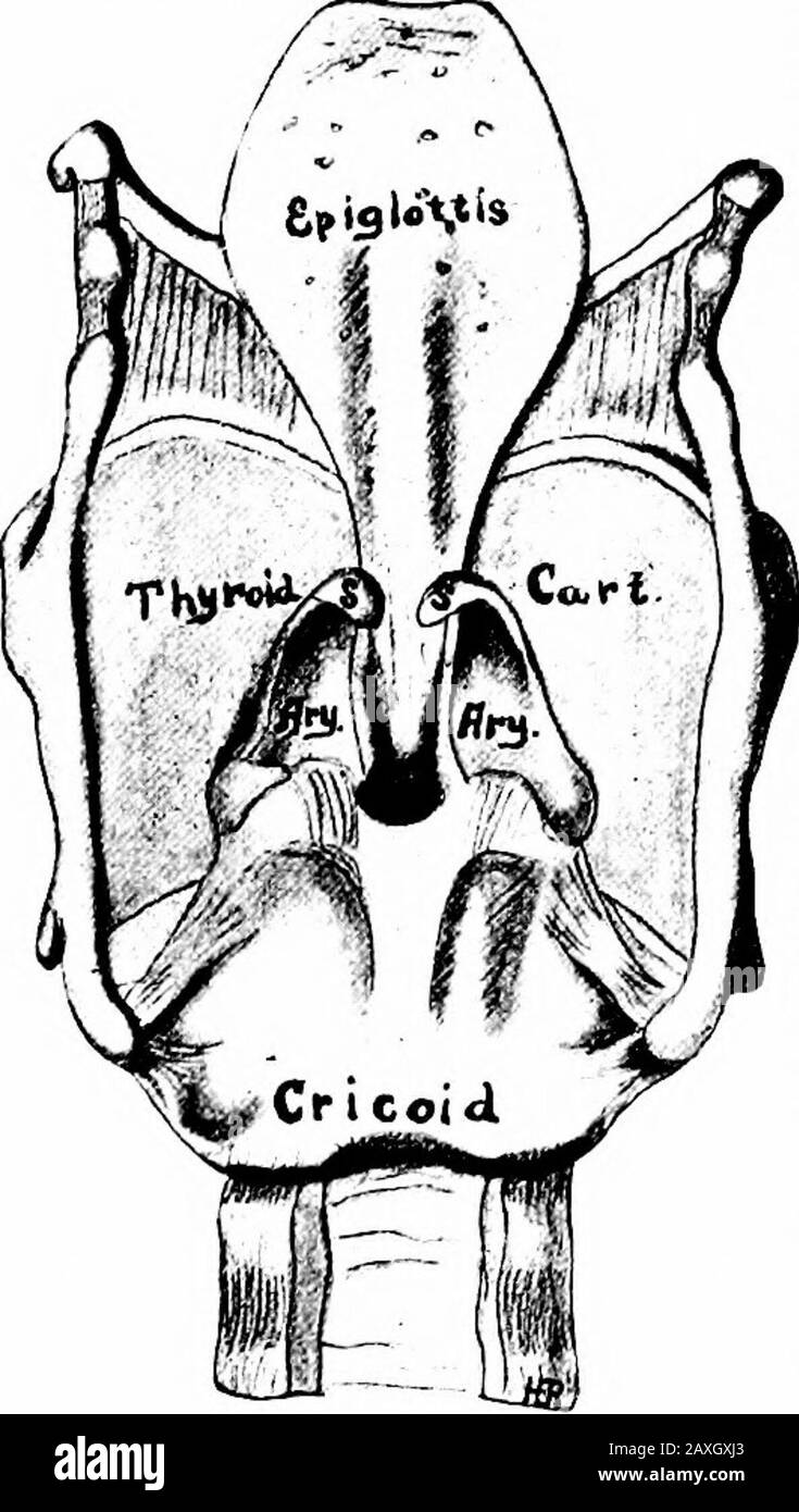 Un manuale di anatomia . ges. Il bordo inferiore della cricoidcartilagine è collegato con la prima corda della trachea. La cartilagine epiglottica {cartilaginea cartilaginea) è leggermente fogliatastea ed è attaccata dalla sua fascia inferiore all'angolo alare (parte superiore) del legamento tireoepiglotico. La superficie ventrale è fissata alla base della lingua mediante due pieghe glossoepiglottiche laterali. Due piccole depressioni vengono prodotte una su ciascun lato della piega mediale e queste sono thevalleculcB. L'epiglottide protegge la glottite della laringe duringdeglutition. Dal lato dell'epigl Foto Stock
