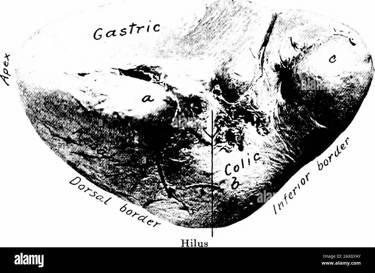 Un manuale di anatomia . e nei polmoni negli angoli in cui sorgono i rami bronchiali del tubo. Questi nodi ricevono la linfa dalla trachea, dai bronchi, dai polmoni 268, DAL SISTEMA VASCOLARE LINFATICO e dal cuore e alcuni dai nodi mediastinici dorsali. I linfpass nei vasi che si uniscono ai vasi dai nodi mediastinici intermammari e ventrali per formare i tronchi destro e leftbronchiomediastinici. Questi tronchi di solito si svuotano nella giunzione della vena giugulare interna e subvile, dei loro respectiveides, ma possono svuotarsi rispettivamente nei dotti linfatici e toracici di destra. MILZA E TH Foto Stock