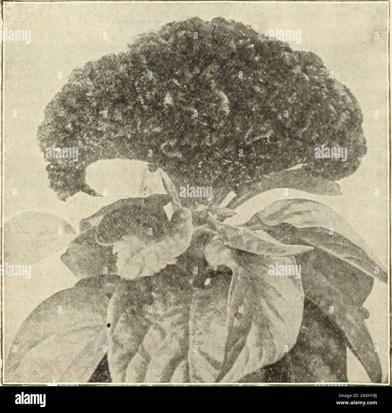 Libro del giardino di Dreer : settantaquattresima edizione annuale 1912 . EVRRBLOOM ING Carna TION CELOSIA CRISTATA (Cockscomb.^ piante annuali in fiore libero, coltivando Bessin suolo piuttosto leggero, non troppo ricco; makegrand piante di confine e sono vasi di volpe attraenti. Il seme può essere seminato sotto la copertura itsearly primavera e jilanted fuori in maggio, Ofcan essere seminato fuori delle porte in maggio. S&gt;Vi%5ij«; Imperatrice 1851. Ricco cremisi;pettini di proporzioni colossali. Oz., 50 cts IC Celosia Thomsons Superba. 1852 Premio Glasgow. Pettini cremisi scuri immensi e vistosi. Joz., IC 50 cts. Premio Celosia Cristata Glasgow. 1853 Regina dei nani. Thiswe considerare Foto Stock