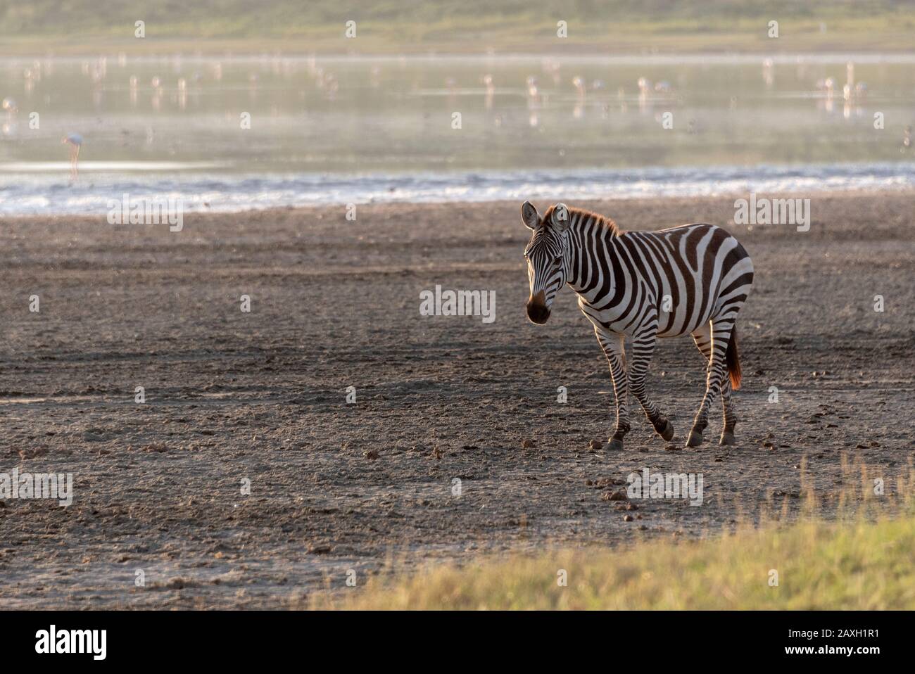 Una Zebra sollata che gode del sole mattutino dorato al Lago Ndutu. Foto Stock