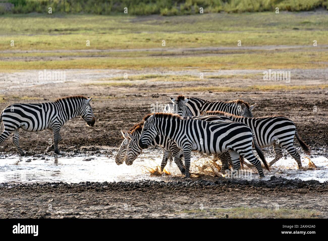 Mandria di Zebra godendo l'acqua al lago di Ndutu, Tanzania, Africa Foto Stock