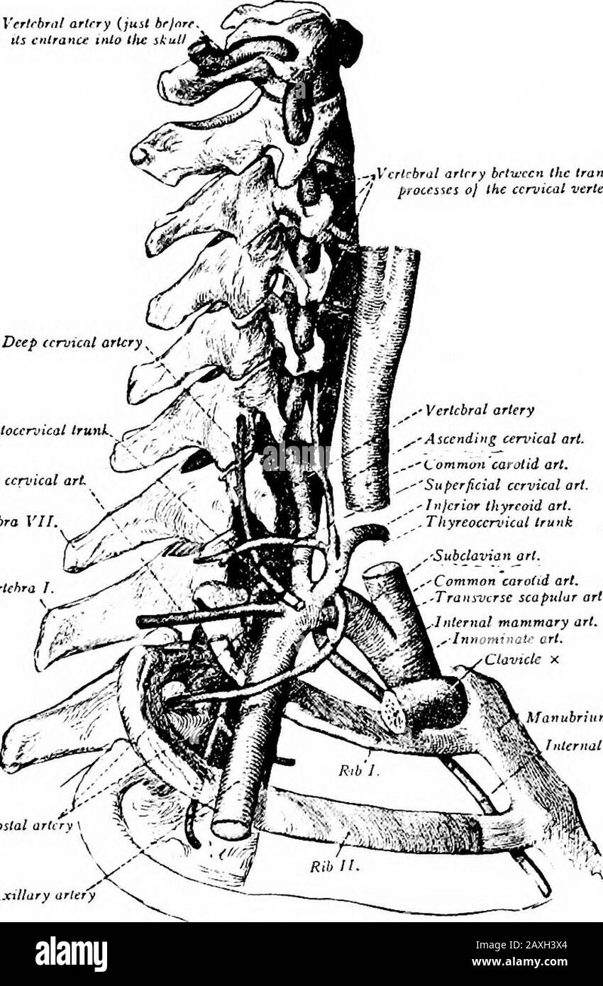 Un manuale di anatomia. Thireocervicalis) è solo un fewmillimeters in lunghezza e si divide in tre rami: (I) L'arteria inferiortireoide, che dà rami alla ghiandola tireoide, muscoli del quartiere, esofago, laringe, trachea e la strutturesentro il canale vertebrale. (2) arteria cervicale trasversale {art. 23° il SISTEMA VASCOLARE DEL SANGUE trasversus colli) che termina come il ramus ascendens, o super-ficial arteria cervicale e il ramus discendens, o posteriore scapularartery. Questi vasi forniscono i muscoli vicini. (3) arteria scapolare {. Transversa s Foto Stock