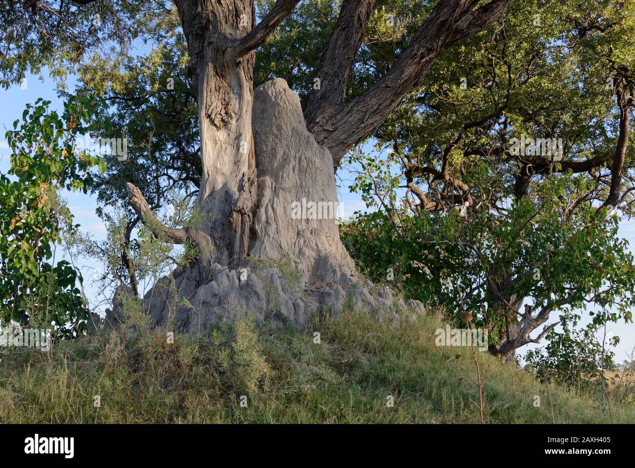 Un grande tumulo termite in Africa Foto Stock