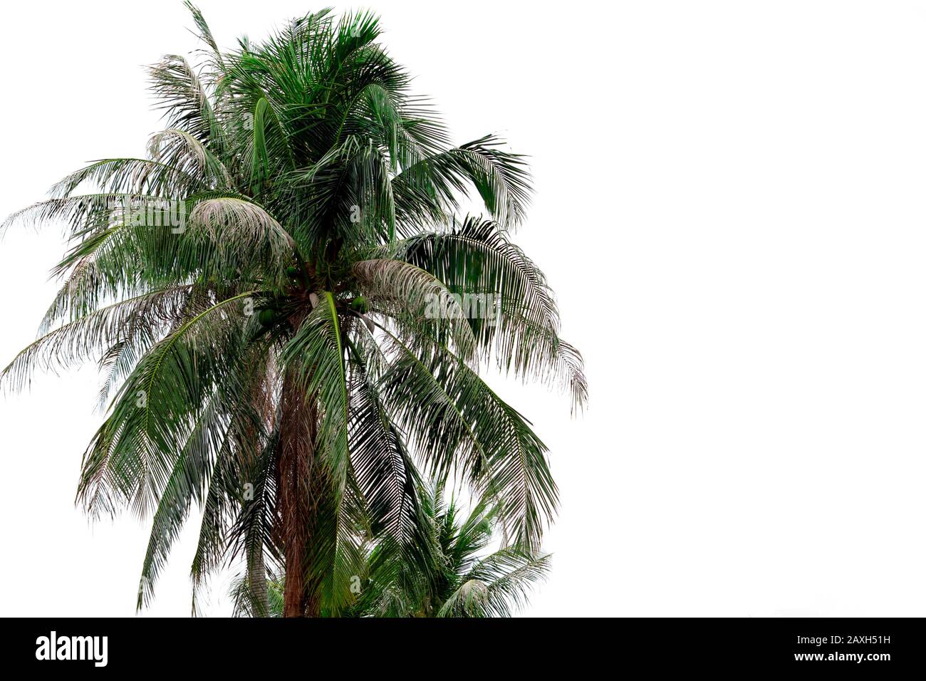 Noce di cocco isolato su sfondo bianco. Palma tropicale aggredita da cocco nero-capeggiato caterpillar. Noce di cocco che si asciuga a causa di Opisina Foto Stock