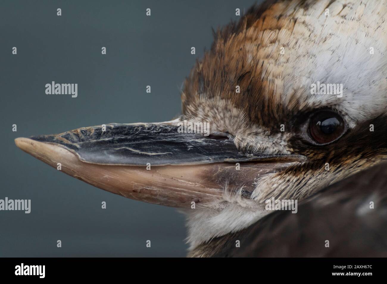 Closeup Tight Shot Profilo Di Un Uccello Di Kookaburra Di Laughing Foto Stock