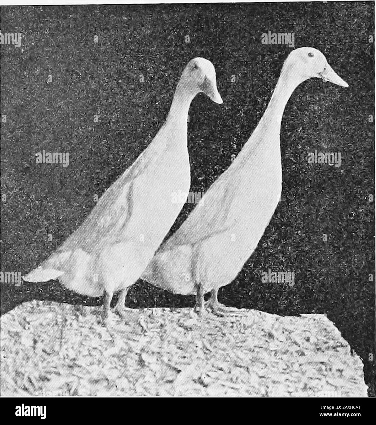 Anatra colorata Foto e Immagini Stock in Bianco e Nero - Alamy