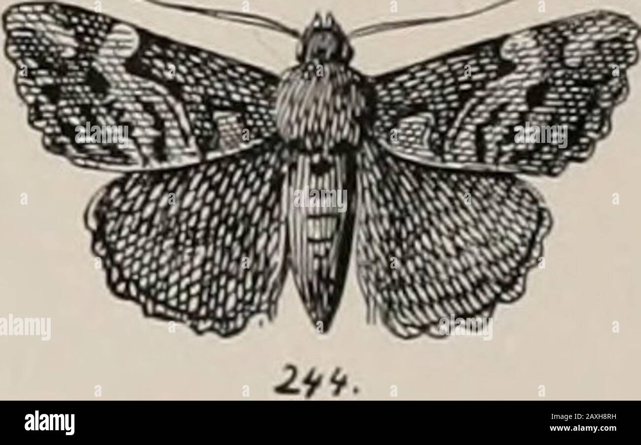 I moti notturni del New England, come determinarli prontamente . 45 chiave per Phalsenae. Geometrids. Osservare se senza o con segni indistinti molto deboli : colore, bianco .... . colore, buff ..... contrassegnato distintamente: colore predominante, giallo, ocra, arancio o marrone giallastro colore predominante bianco, crema, grigio, o marrone scuro, verde. J 2 4. 12, 25, 40, 44- 45- 46- 4§, 49.• 4-, 47- f i, 2, 3, 7, 8, ii, 14,10 19, 22, 23, 24,26, a 29, 38, 41, 43, 50, 51, 57 to5- 67,75- 78,81, 83, 87, 92, 96, 97, anche. Vedere La Piastra i e 2. FS&gt; 6&gt; 9- I0, J3, 20, 21, 30, 37, 52, toJ 56, 66, 68, a 74, Foto Stock