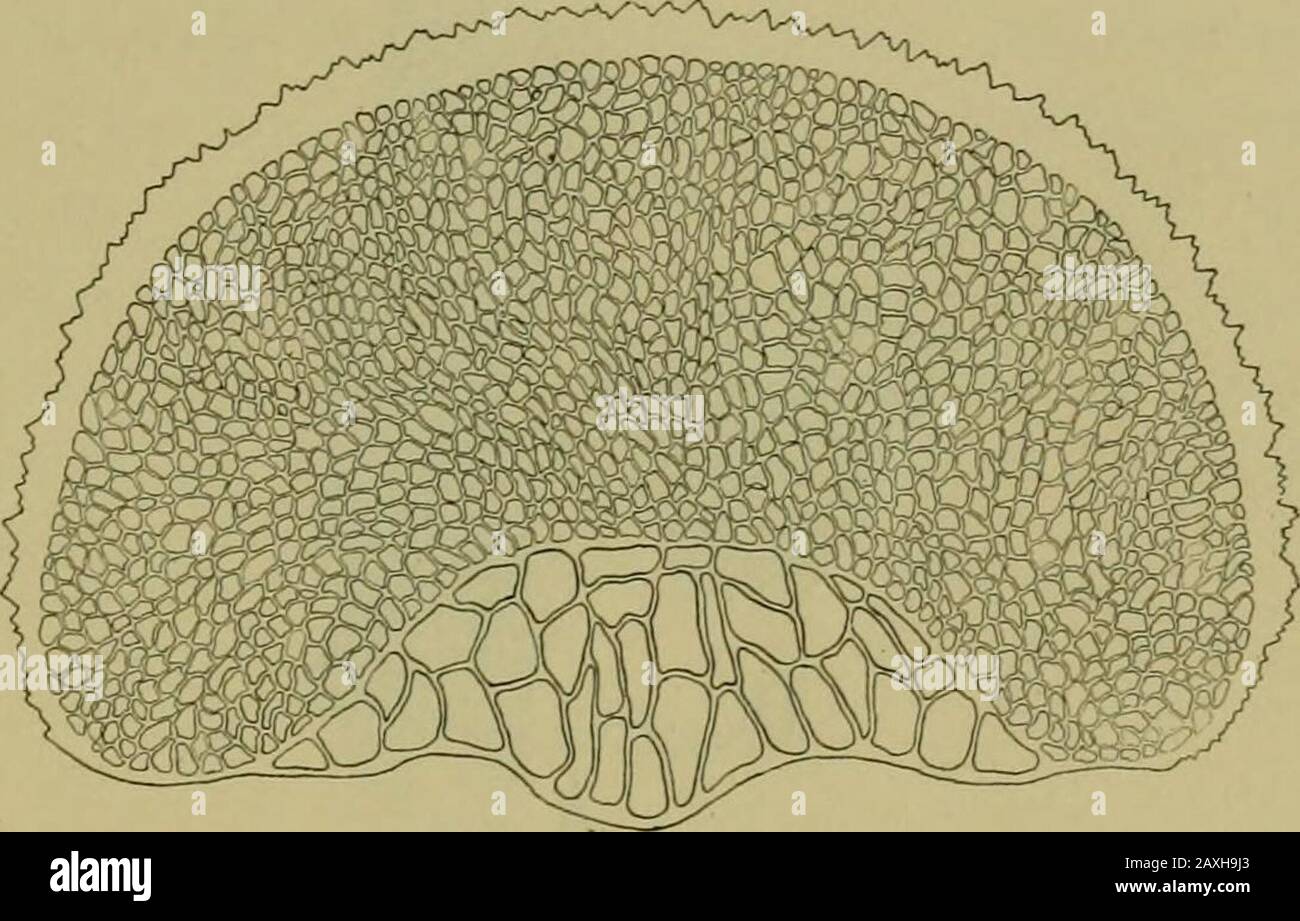 Natura e sviluppo delle piante . Fig. 171. Gruppo di puffballs comuni, Lycopersdon. A sinistra si sono aperti tre olderoni che permettono lo scarico dei basidiospori. Varia in grandezza da una pisello a su un piede in diametro. Quando giovani, consistono di masse di formaggio bianco di iphae che formano all'interno della palla puff una serie di cavità irregolari rivestite con conbasidia e all'esterno, una pelle piuttosto ferma o periderm (Fig.y2). Alla maturità, l'iphae interiore si rompe, lasciando solo la massa di spore e in alcuni casi più firmer iphae, il capil-litium. La pelle si rompe in vari modi; spesso da uno Foto Stock