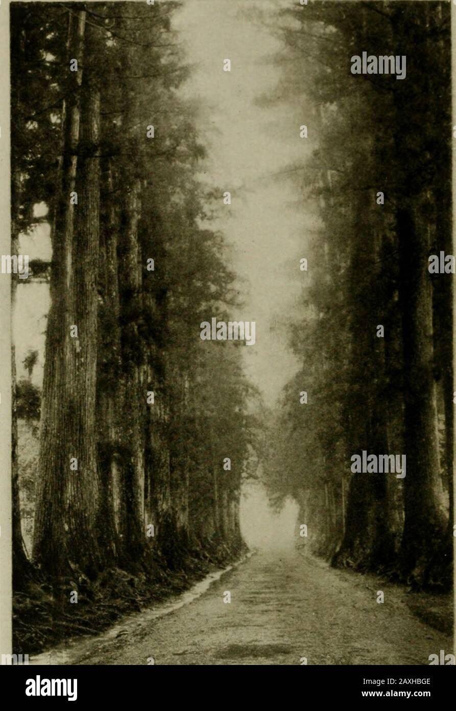 Il critico in Occidente . Plate V Avenue di Cryptomeria al Tempio di Futaaru, Nikko. Questa immagine Dà Una Buona Idea dell'Efficacia della Tori o porta, di lacquero nero o rosso o legno naturale, Che Si Trova all'ingresso Della Maggior Parte dei Parchi e Templi. Plate VI Avenue Di Crvptomeria Alberi, vicino Nikko. Questa Splendida Avenue, Fiancheggiata da Enormi alberi di cedro da Centocinquanta a Duecento Piedi di altezza, Si Estende per Cinque Miglia da Nikko a Imaichi Foto Stock