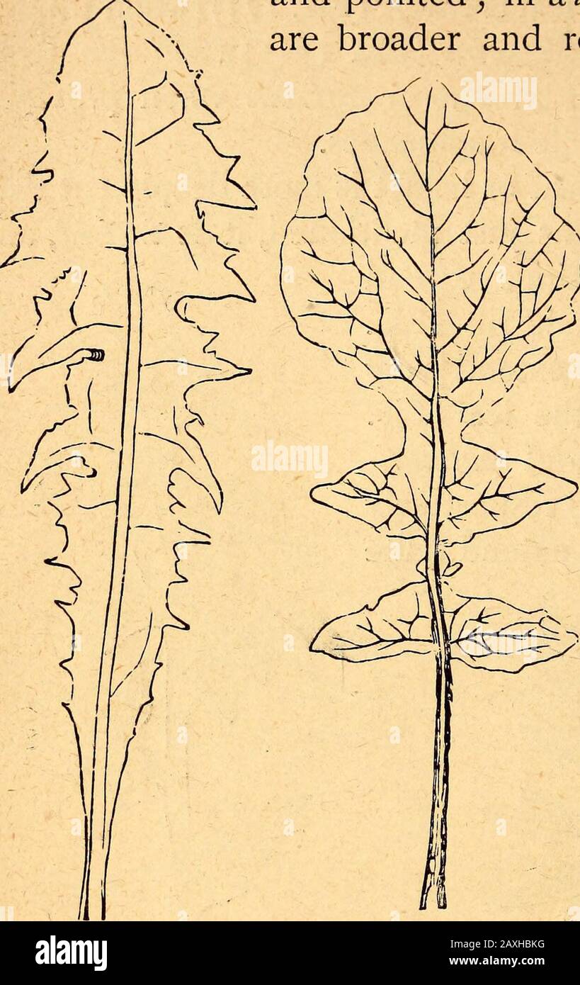 Testo-libro di botanica strutturale e fisiologica. Setta foglia dei monaci-cappuccio, Acotiittun. Fig. 174.- Pinnatisect leaf del papavero comune, PapaverRhoeas. Finora; ^xv^pinnatifid andpalmatifid quando si estendono abouthalf-way dal margine alla centina o base del leafSe le divisioni di una foglia palmatifido sono in numero di cinque, è iscalledz^/;^/^/^(Fig. 181, pag. 102). Le modifiche speciali della foglia di lopinnatifid sono il runcinato (Fig. 175), dove i punti dei grandi lobi centrali sono riflessi; lyrate (Fig. 176), dove il lobo terminale è molto il più grande, e gli altri diminuiscono H 2 100 S. Foto Stock