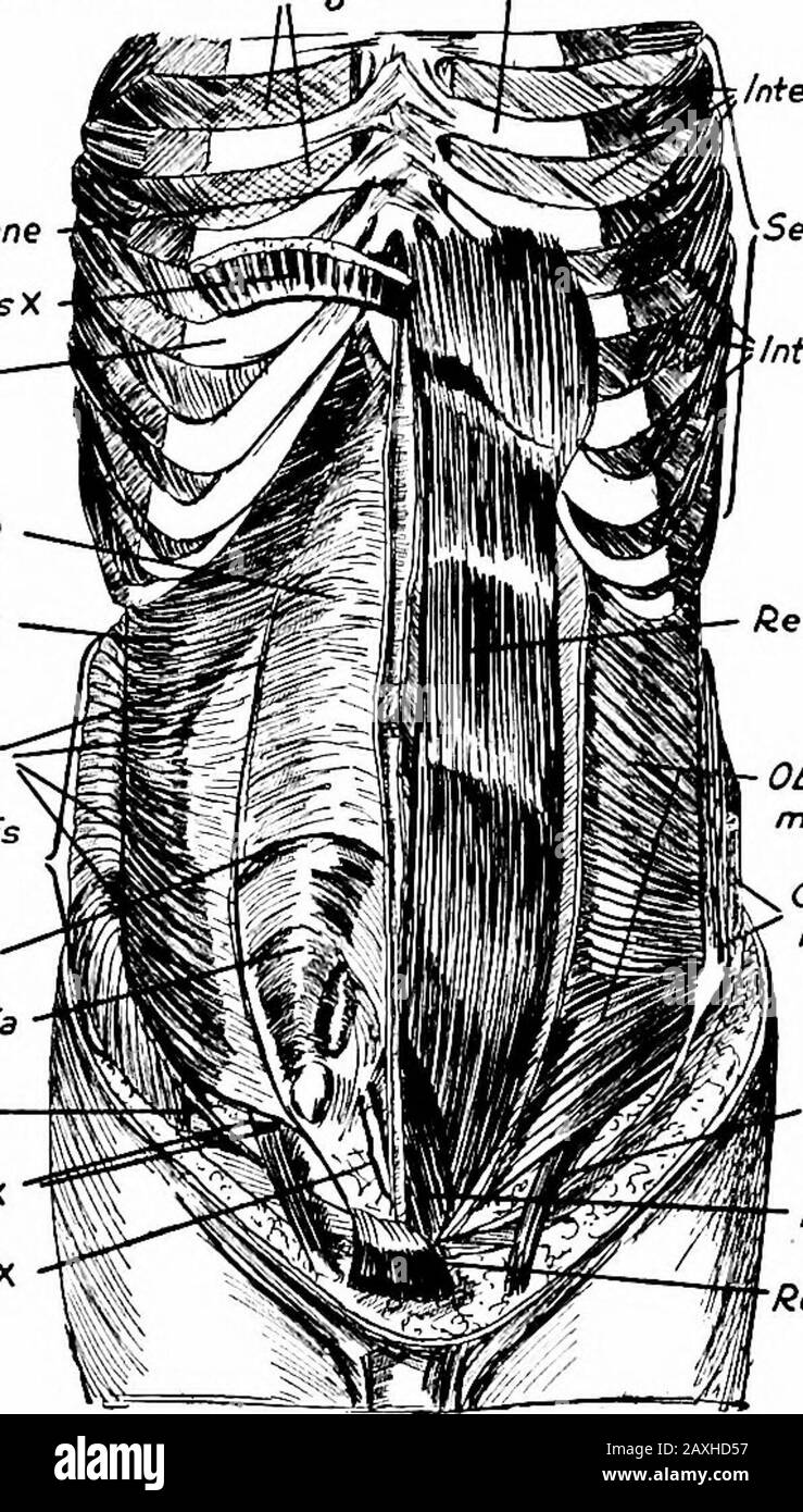 Un manuale di anatomia . apo-neurosi che si unisce a quello dei obliqui esterni e dei transsalismuscoli. Questa fascia unita si sputa per avvolgere il retto abdominis 172 MUSCOLO MIOLOGICO formando, al margine laterale del muscolo Hnea semi-lunaris e al margine mediale Hnea alba. I marginali inferiori degli aponeurosi sono legati da fibre del transversalis fasciaforming il tendine congiunto, o falx aponeurotica ingutnalts; questo è attaccato alla cresta pubica e alla linea iliopectineale. M. cremaster nasce dal margine inferiore del muscolo interobliquo ed è inserito^ in parte, Foto Stock