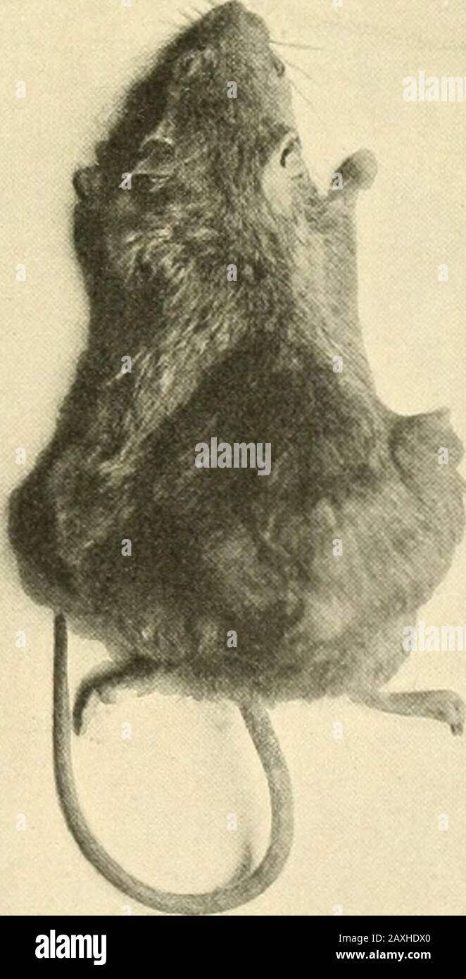 Abhandlungen der Königlich Preussischen Akademie der Wissenschaften aus dem Jahre .. . II II 956. HII 947- Oscar Hertig und H. poll: Zur Biologie der Mäusetuinoren.Taf. 11. Die Lagerungsverhältnisse Bunter Breccie an der Bahn-linie Donauwörth-Treuchtlingen und ihre Bedeutungfür das Riesproblem. Von W. BRANCA und Prof. Dr. E. FRAASnebst einem Beitrage von Dr. W. SCHUTZE. Phys.Abh. 1907. Il Gelesen in der Sitzung der phys.-matematica. Classe alle 25. Juli 1907.Zum Druck eingleicht am 7. Novembre, ausgegeben am 23. Dicembre 1907. I. Einleitung. A früheren Arbeiten (1) haben wir gezeigt, dafs am westli Foto Stock