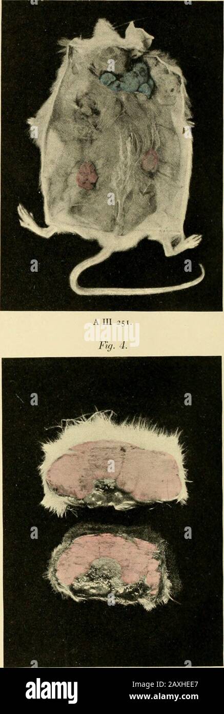 Abhandlungen der Königlich Preussischen Akademie der Wissenschaften aus dem Jahre .. . Fig. 2.. ? A III 252. O = HII 956. I, = H II 947- Oscar Hertig und H. poll: Zur Biologie der Mäusetumoren. Taf. I. Ä. Prei/ß. Akad Wissensch. Fig. 5. Fisik. Abh. 1901 Fig. 6. Foto Stock