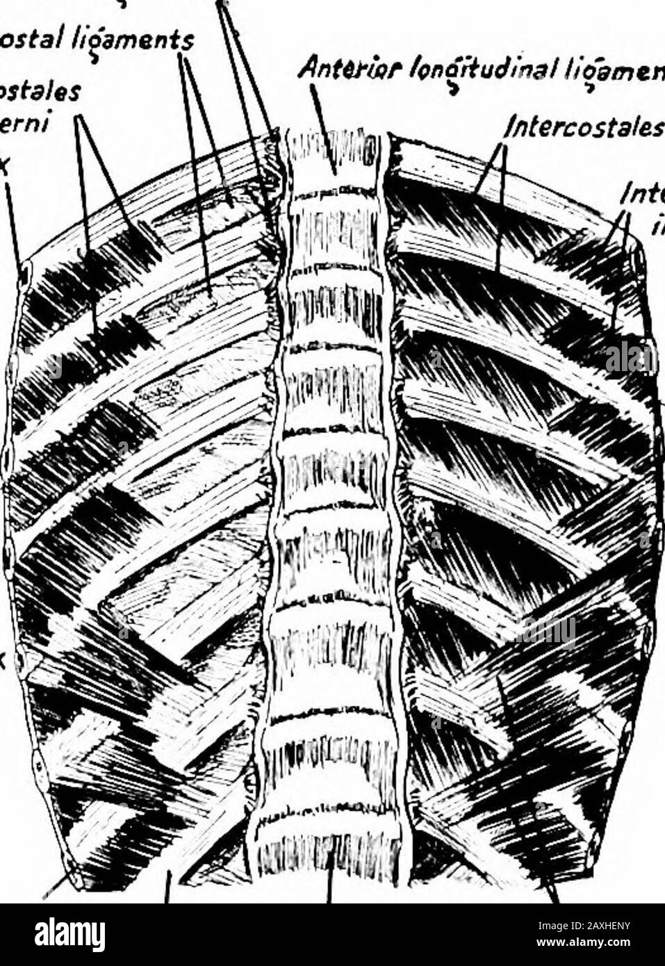 Un manuale di anatomia . Antillfior Icp^udlnai lioamznt Ifttercostales externr Mercostaleiinterni R.ibVII-.. RibbXix RibbXlt Lumbar vertebrali costali Figura 130. Fig. 131. Fig. 130, - lo sterno, le estremità sternali delle clavicole e delle costole, con gli intercostali, e il tranversus thoracis, visto da dietro. {Sobotla e McMnrrich.) Fig. 131.-la quinta alla dodicesima vertebre toraciche e le estremità vertebrali delle costole che rispondono, con le intercostali e i sottocalici visti dalla parte anteriore. Sul lato sinistro sono stati rimossi i legamenti intercostali. {Sobotta e McMurrich.) i trasvers m. Foto Stock