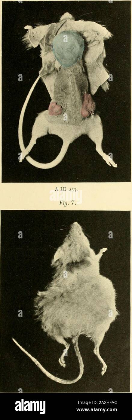 Abhandlungen der Königlich Preussischen Akademie der Wissenschaften aus dem Jahre .. . II II 956. HII 947- Oscar Hertig und H. poll: Zur Biologie der Mäusetuinoren.Taf. 11. Die Lagerungsverhältnisse Bunter Breccie an der Bahn-linie Donauwörth-Treuchtlingen und ihre Bedeutungfür das Riesproblem. Von W. BRANCA und Prof. Dr. E. FRAASnebst einem Beitrage von Dr. W. SCHUTZE. Phys.Abh. 1907. Il Gelesen in der Sitzung der phys.-matematica. Classe alle 25. Juli 1907.Zum Druck eingleicht am 7. Novembre, ausgegeben am 23. Dicembre 1907. I. Einleitung. A früheren Arbeiten (1) haben wir gezeigt, dafs am westli Foto Stock