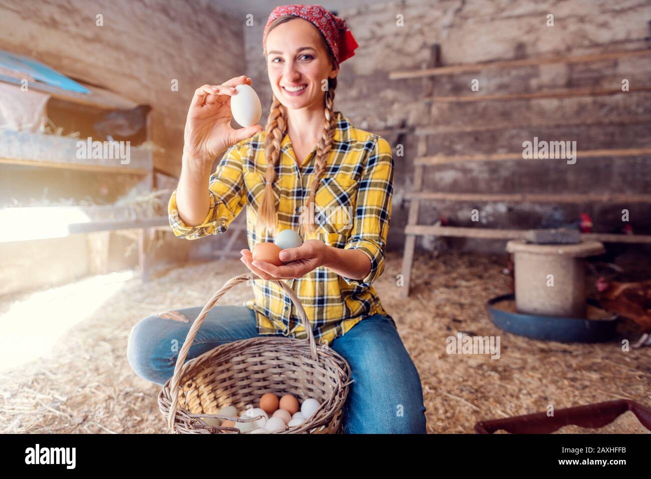 Donna di fama che raccoglie le uova dalle sue galline nel cesto Foto Stock