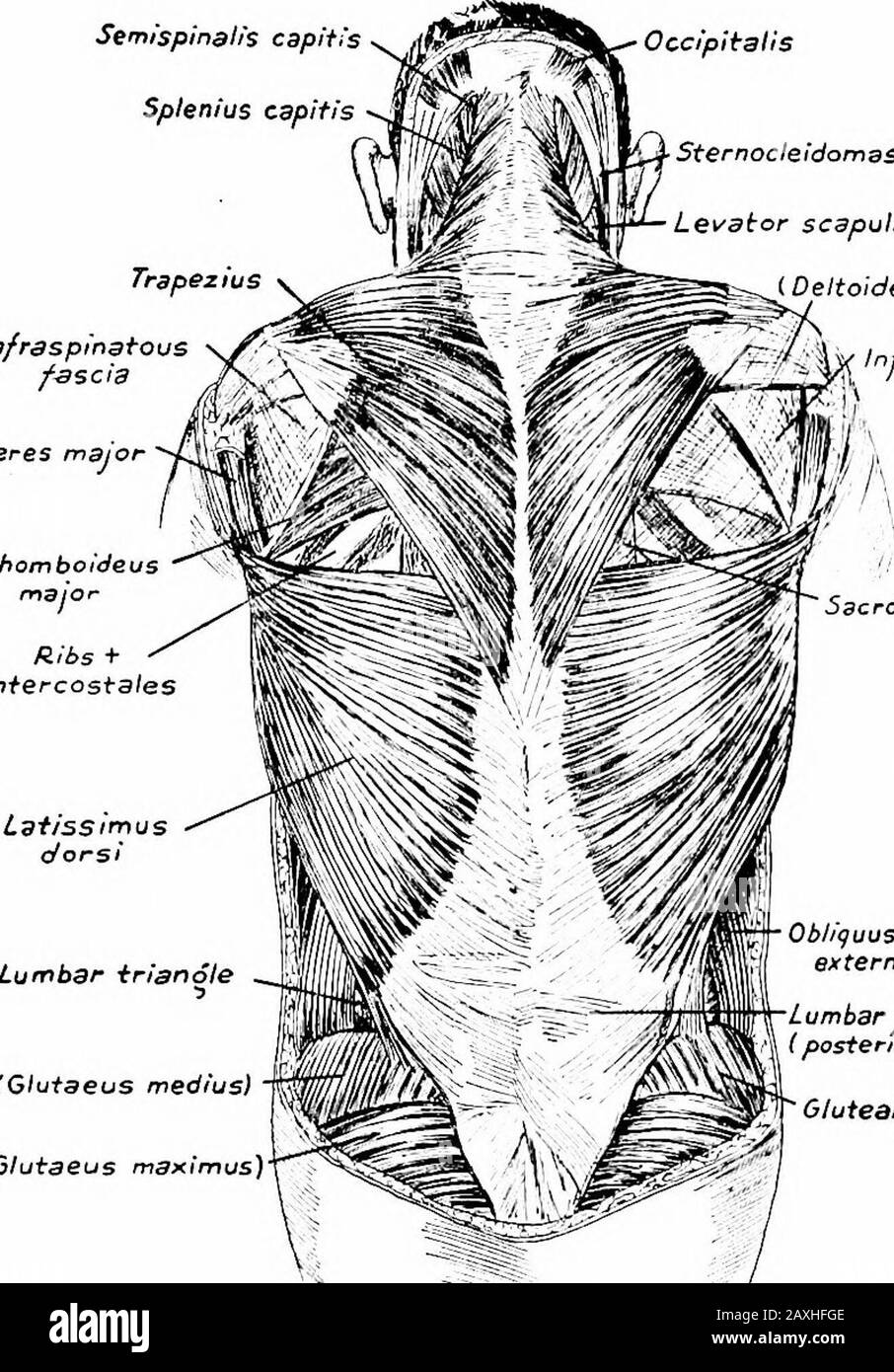 Un manuale di anatomia . in una quantità variabile di grasso. La fascia profonda è solitamente più prominente. Esso è fissato, superiormente, alla linea nuca superiore dell'osso occipitale e continuo con la fascia cervicale. È continuo con la fascia laxillary e la fascia dell'addome e quindi copre I MUSCOLI DELLA SCHIENA i6i muscoli superficiali e anche li enshees. Nel middorsalline è attaccato al legamentum nuchas e alle vertebre; è anche attaccato alla spina dorsale della scapola e al credo dell'ilium. I muscoli sono superficiali e profondi e sono usuallydes Foto Stock
