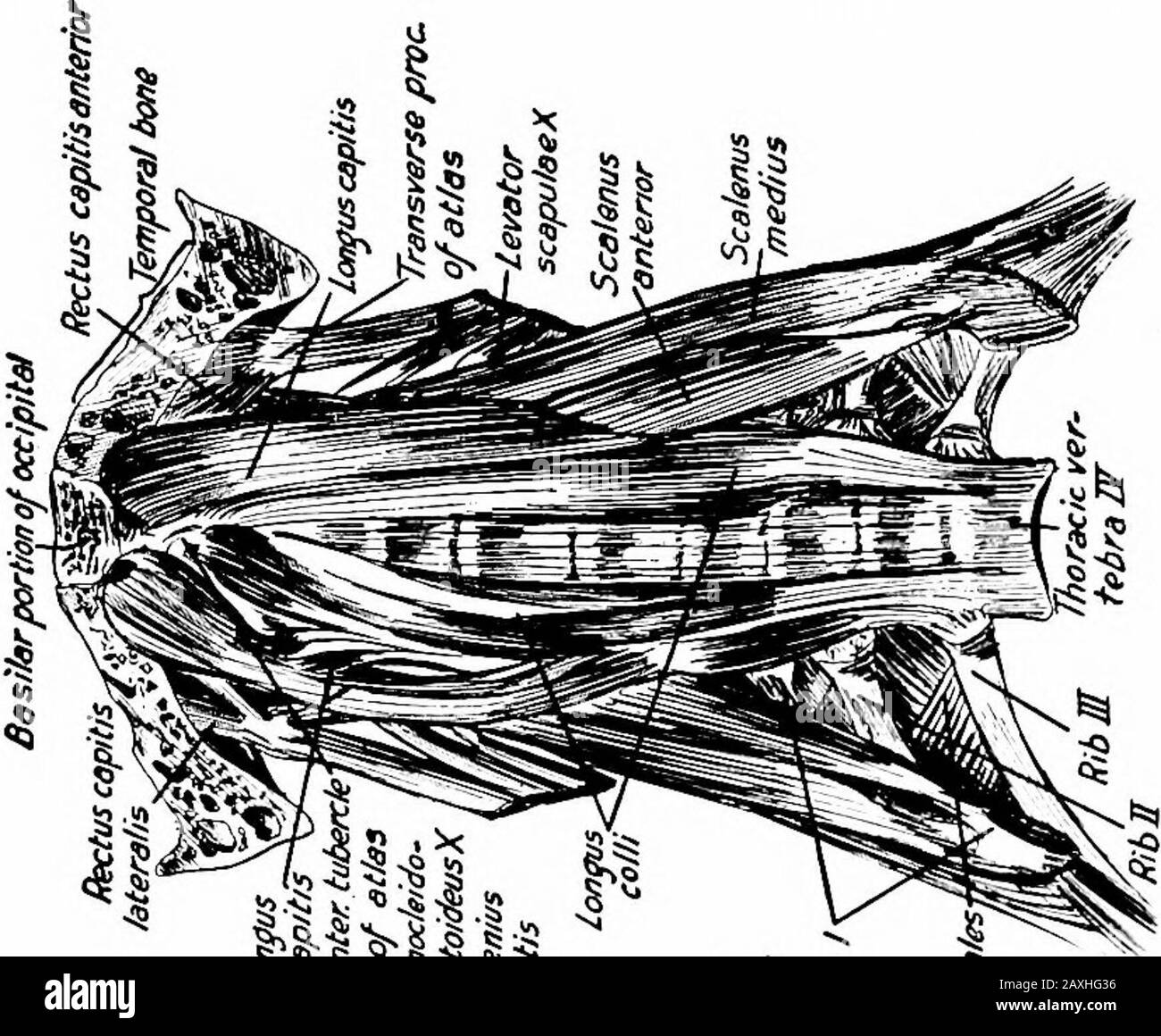 Un manuale di anatomia . Fig. 124.- i costrittori o- la faringe vista da dietro. La parte posteriore del teschio è stata rimossa. *, un fascio del costrittore superiore che deriva dalla base del cranio. (Sobolta e McMurrich.) azione.- Rende il palato teso. Fornitura nervosa. - nervo Trigemino attraverso il ganglio ottico. Il glossopalatinus m. (vedere i muscoli linguale). Il m. uvulae è realmente un accoppiamento dei muscoli e questi sono i muscoli onlyintric del palato. Ciascuno deriva dalla colonna posteriornasale e dall'aponeurosi palatale ed è inserito nei tessuti dell'uvula. LATERALE E PREVERTEBR Foto Stock