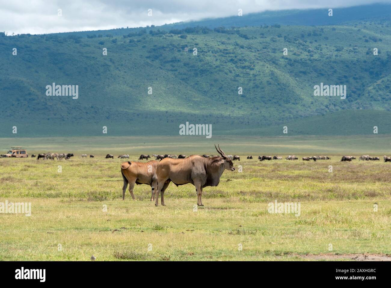 Eland Antelope. Uno dei tanti tipi di fauna selvatica che condivide il Cratere di Ngorongoro Foto Stock