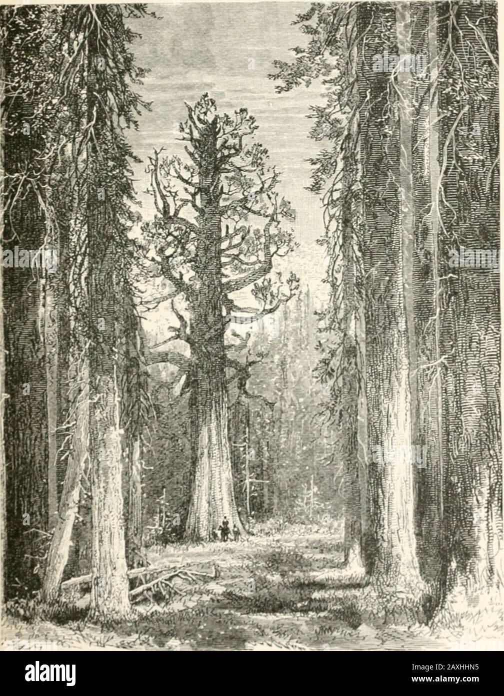 Le montagne della California. Un'estremità della gamma tothe other; e per quanto dense e somber essi mayappear in generale viste, né sulle rockyalture né giù nelle leafiest hollows Avill youfind nulla per ricordarti della dank, malarialselva del Amazon e Orinoco, Con la contiguità senza limiti di ombra, la monotonousuniformità delle foreste Deodar dell'Himalaya, la Foresta Nera d'Europa, o i fitti legno scuro di Douglas Spruce dove rotola l'Oregon. I pini giganti, i abeti e le sequoie tengono le loro armi aperte alla luce del sole, sorgendo l'uno sopra l'altro sulla montagna essere Foto Stock
