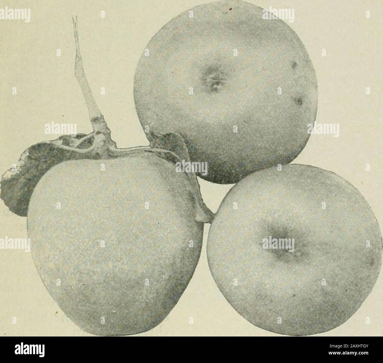 L'albero da frutto porta frutto immagini e fotografie stock ad alta  risoluzione - Pagina 7 - Alamy
