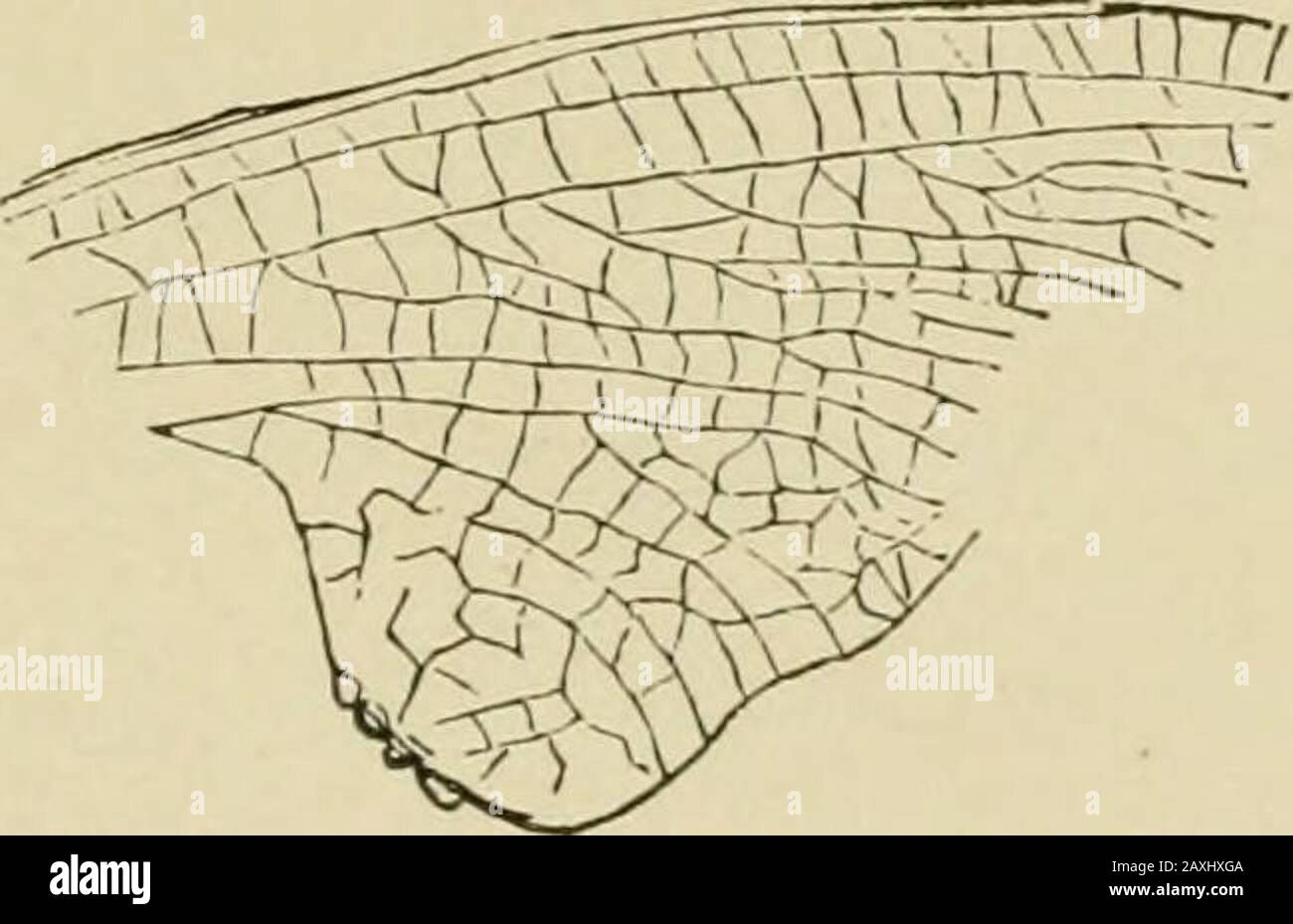 Guida allo studio degli insetti e un trattato su quelli nocivi e benefici per le colture, per l'uso di collegi, scuole agricole, e agricoltori . Foto Stock