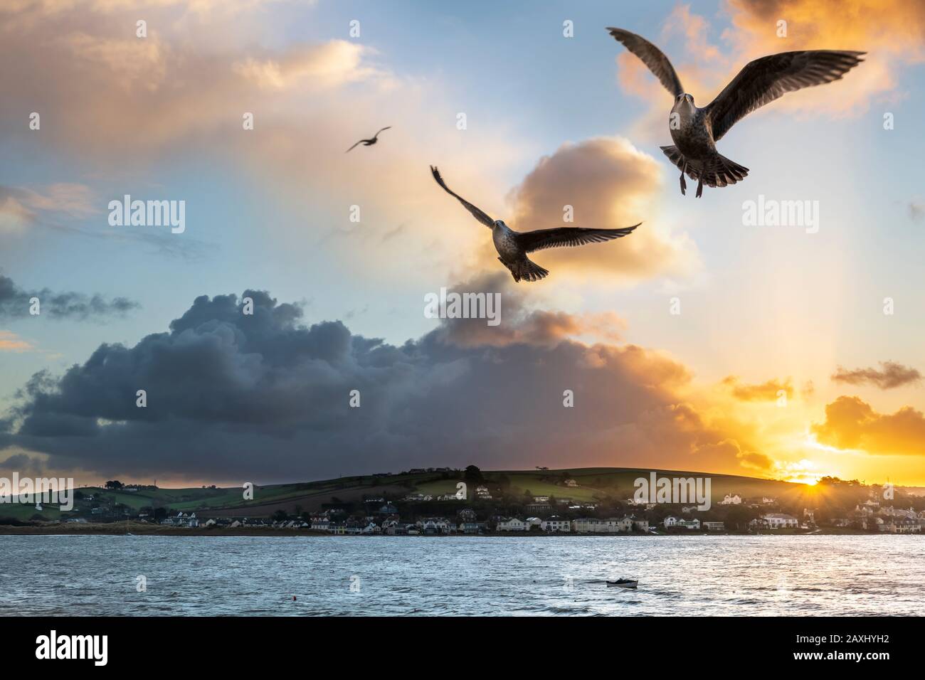 I gabbiani curiosi si eravano all'alba. Instow, Devon Del Nord. Foto Stock