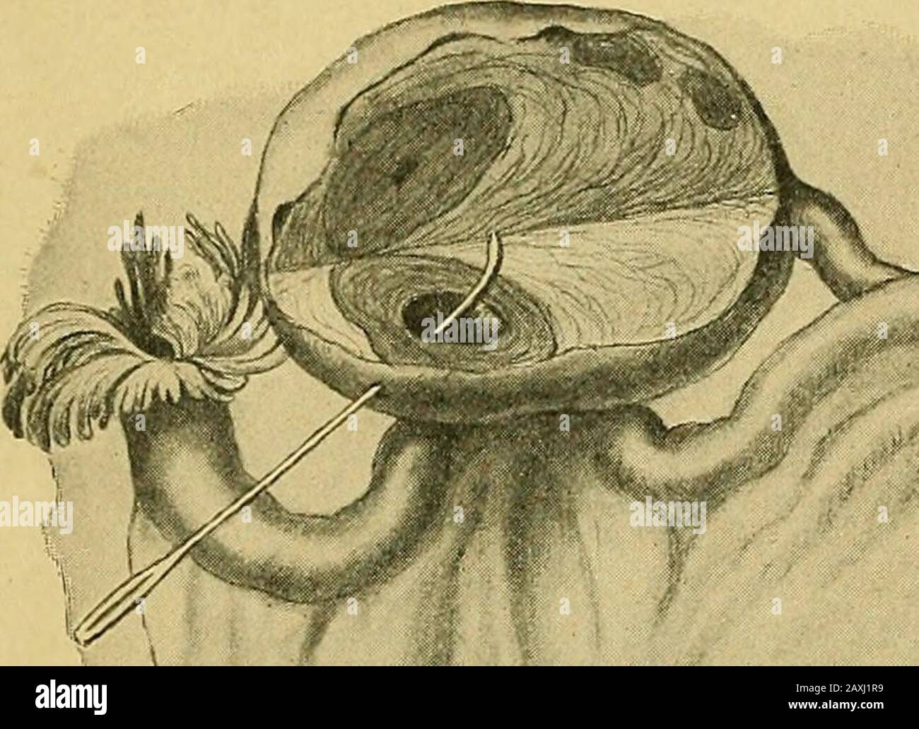 Organi genitali femminili immagini e fotografie stock ad alta