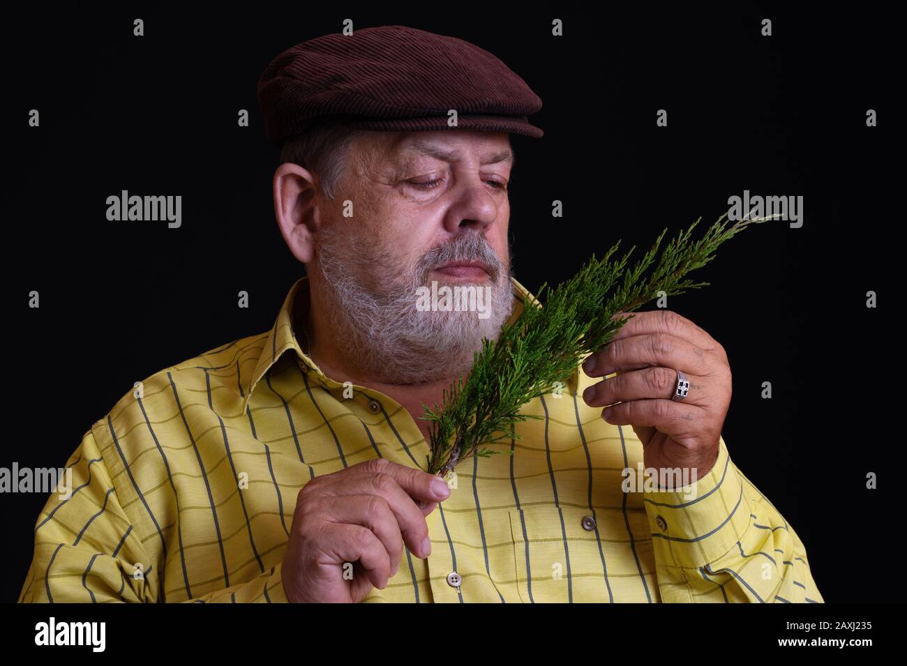 Bel ritratto a bassa chiave di un pensieroso caucasico bearded senior ammirando un piccolo ramo di albero di ginepro Foto Stock