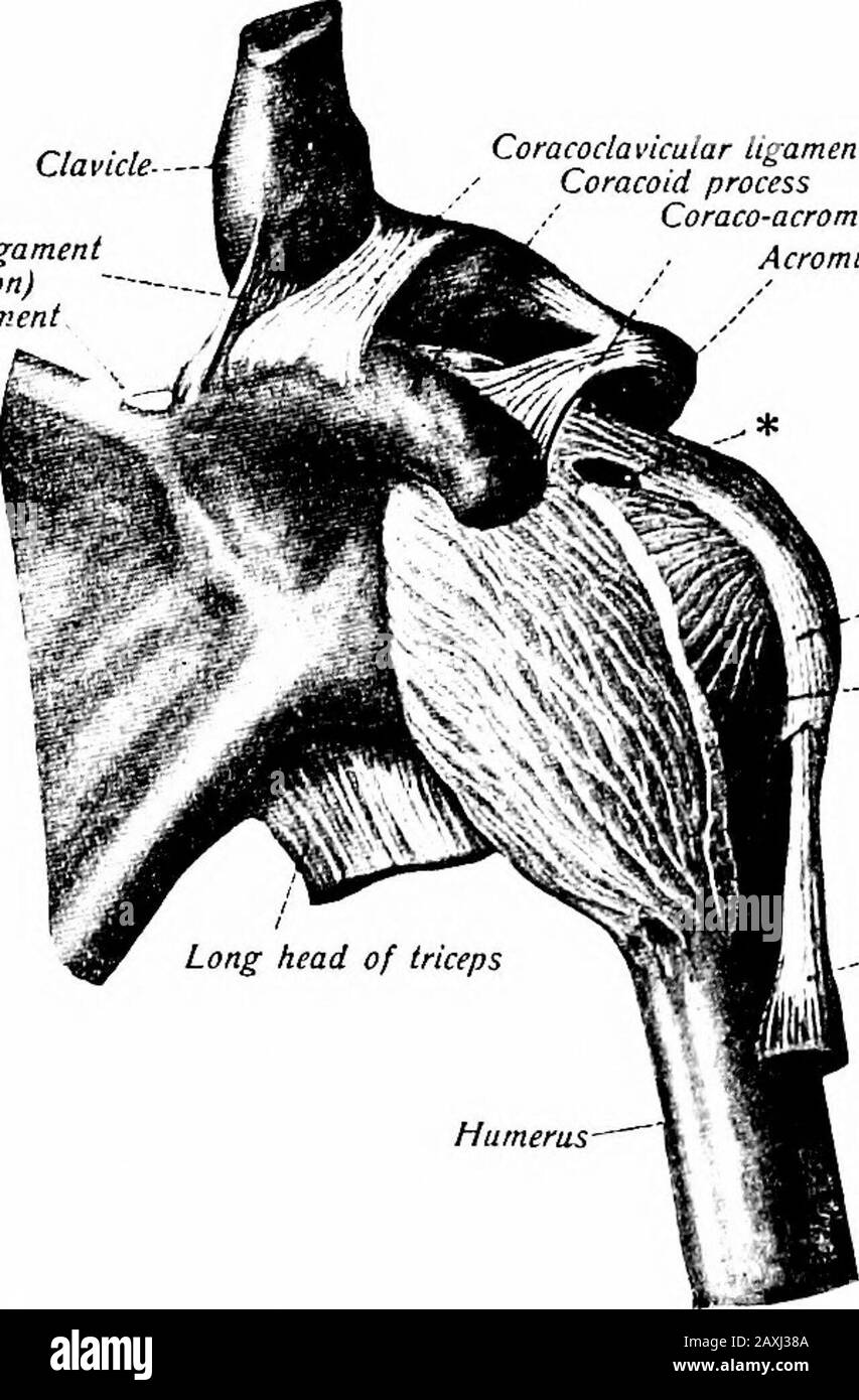 Un manuale di anatomia della scapola. Una cartilagine intraarticolare è incostante e, quando presente, è posizionata obliquamente ed è attaccata dalla sua circonferenza alla capsula. Il legamento coracoclavicolare {lig. Coracoclavicularis) è un legamento acces-sory e collega il processo coracoide della scapola andl'estremità acromiale della clavicola; è costituito da due parti. Il GIUNTO A SPALLA 121 Il legamento trapezoidale {ligo trapezio) è attaccato, inferiormente, alla metà basale della superficie superiore del processo coracoide e superiormente alla superficie inferiore dell'estremità acromiale della clavicola. La Foto Stock
