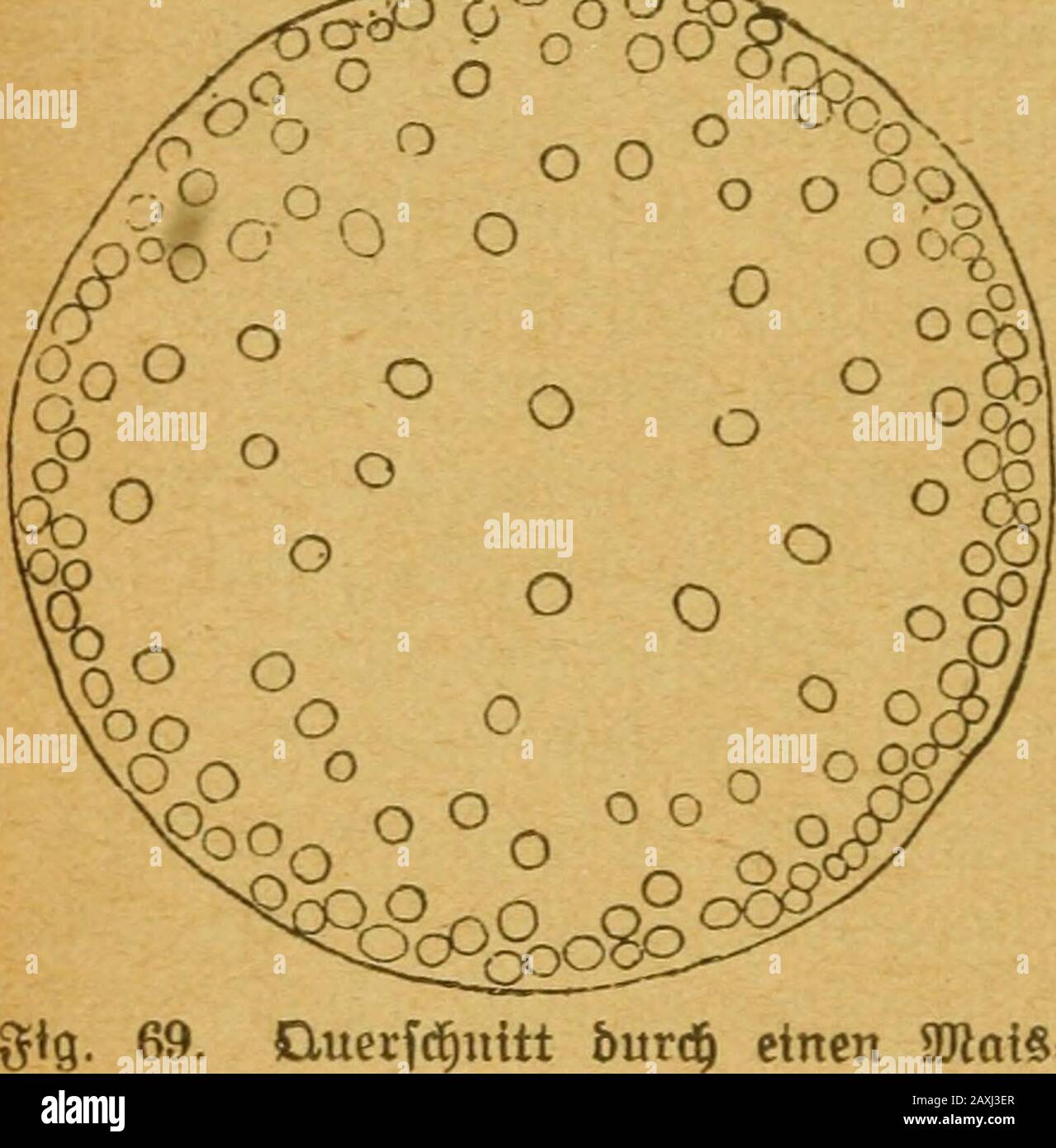 Zellenlehre und anatomie der pflanzen . ebe§mal an ben ©teilen, ido bie Hätter fi^en, ie auli^nen aultretenben S5Iattf:purftränge fe|en fid) ot)ne toeiterelan bie 9f?änber ber guge^örigen Wlai)e an. SseI anberengamen, g. 33. Beim 5Iblerfarn, Pteris aquilina, aurf) bei ben©elaginellen berlaufen bie fongentrifc^en^Jefäfebünbel getrenntboneinonber im ©tamm. J)ie einfadifte SSerteilung ftpt ber. 69. Ouecfd^nitt bm^ einen Arai«=ftengel. 3)^c(f)anif(f)c (Setüebc. 103 ungeteilte ojtole ©tttang bar, tvk er bei 9[Roofen, bei ben S^*fo|)obien, bei Dielen ^offer|)Pangen unb öor allem in ber2ßnrgel öor Foto Stock