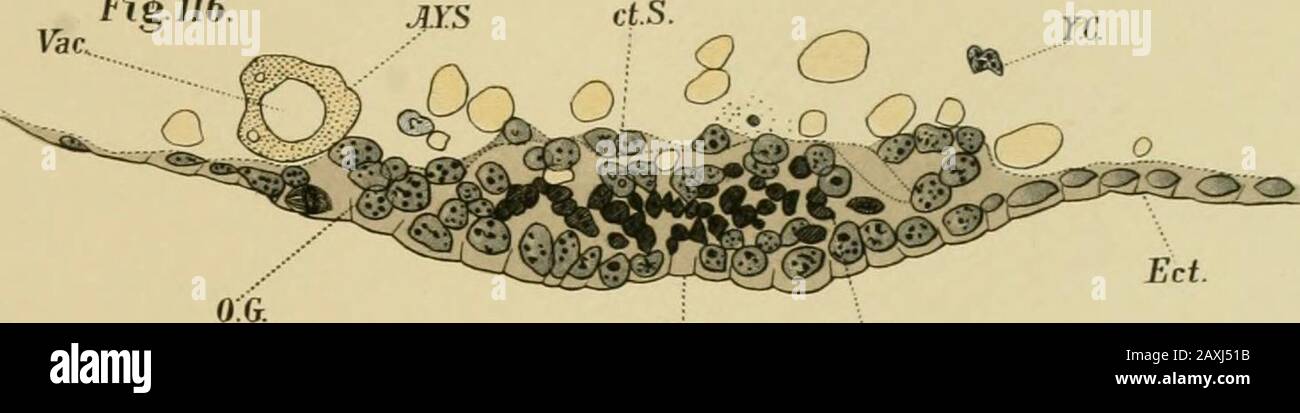 L'embriologia e la metamorfosi della Macroura . SOG. L. Y.S. Fig. 116. MF. SOG. Foto Stock