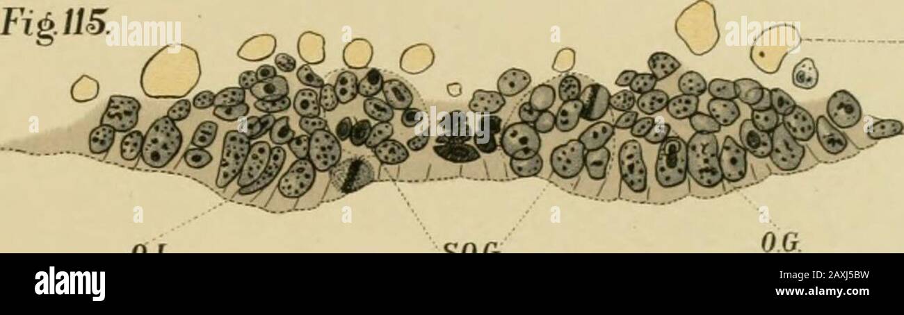 L'embriologia e la metamorfosi della Macroura . cc. O.G. L. SOG. L. Y.S. Fig. 116 Foto Stock