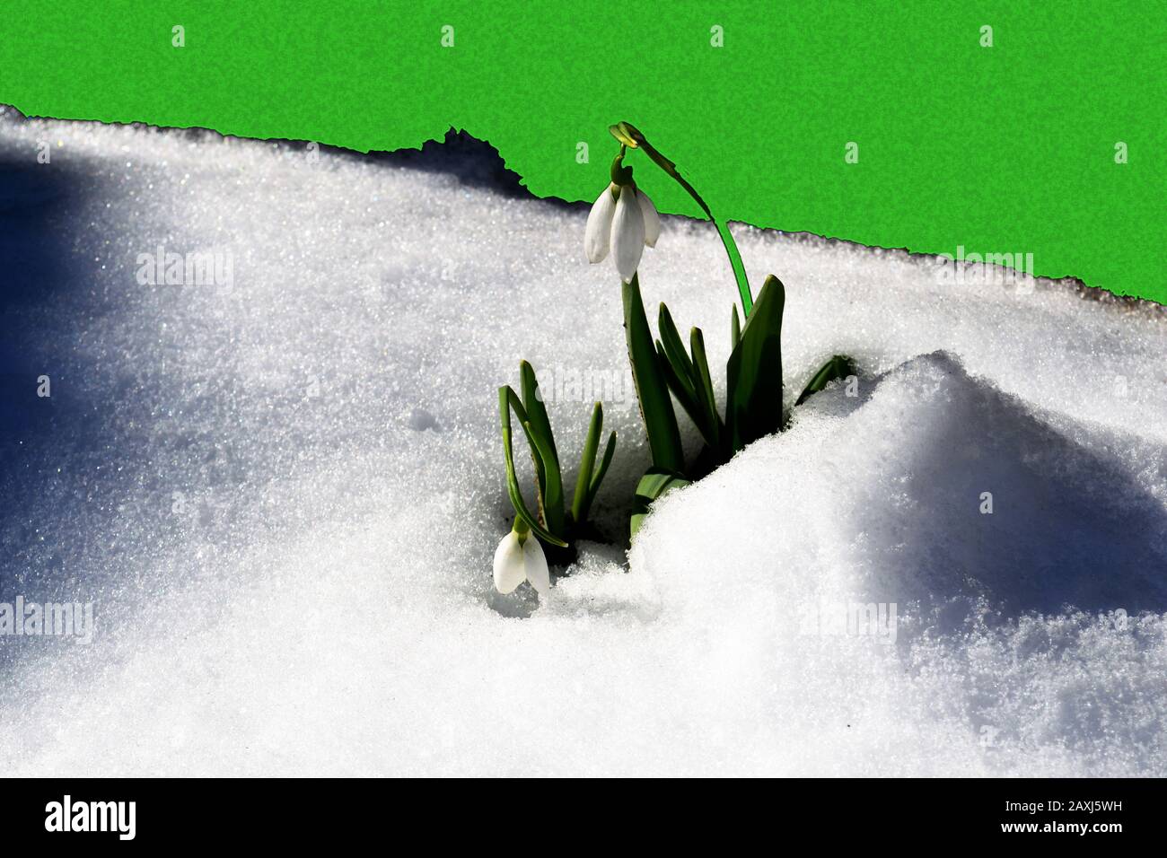 Le racchette da neve sensibili si innevano dalla neve d'inverno Foto Stock