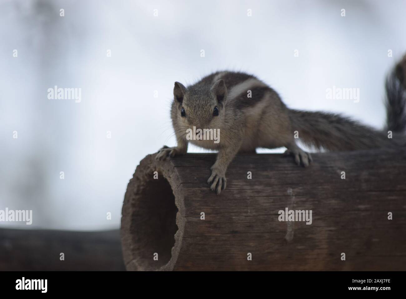 scoiattolo seduto su un albero con cielo limpido rivolto verso la fotocamera Foto Stock