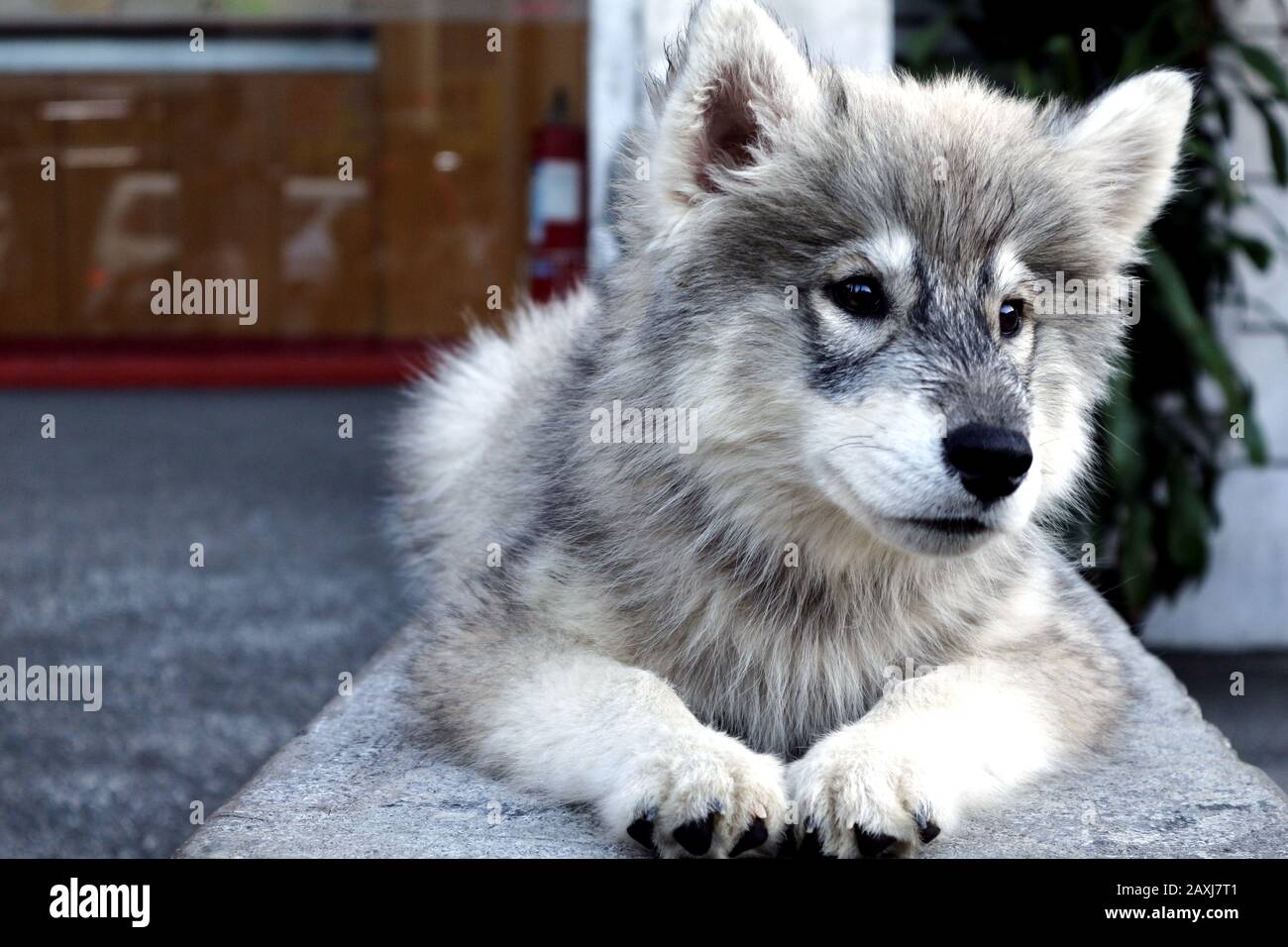 Foto di un simpatico cucciolo di Malamute Alaskan sdraiato su un marciapiede Foto Stock