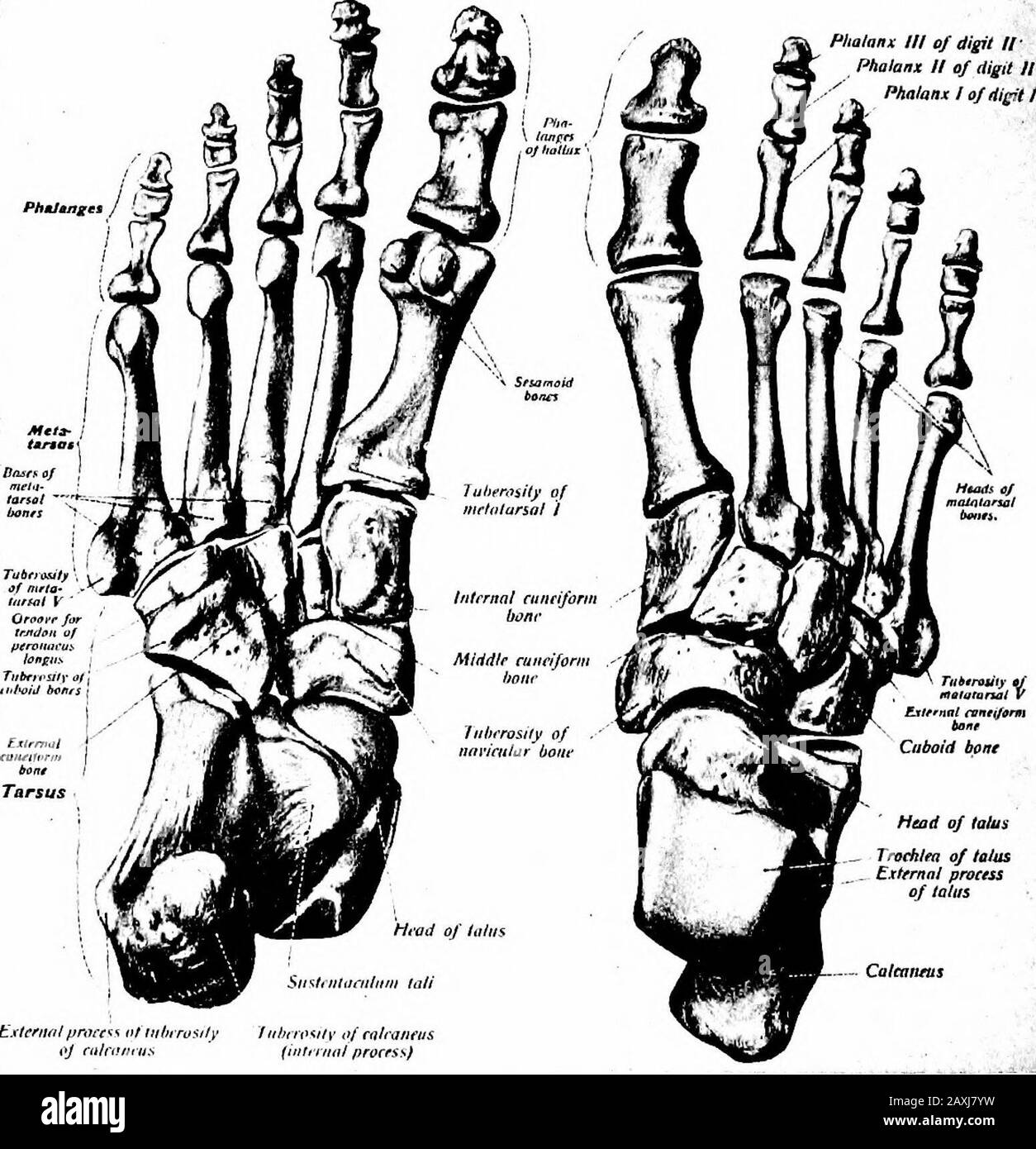 Un manuale di anatomia . ). La superficie superiore della porzione principale dell'osso presenta una grande faccia dorsale cal-canea e una piccola faccia calcea ventrale di fronte al middlione. Questi sono per l'articolazione con le corrispondenti sfaccettature a monte dell'astragalo. La faccia dorsale è separata dalle altre da una gola di adeep {sulcus calcanei). La superficie laterale è piuttosto con-caverna. L'estremità ventrale è una sfaccettatura articolare concava per l'articolazione con osso scapoide (navicolare). Articolazioni OSTEOLOGICHE I04. - Con l'astragalo (talus) e le ossa scaphoid (navicolare). Muscoli Attaccati. - Ori Foto Stock