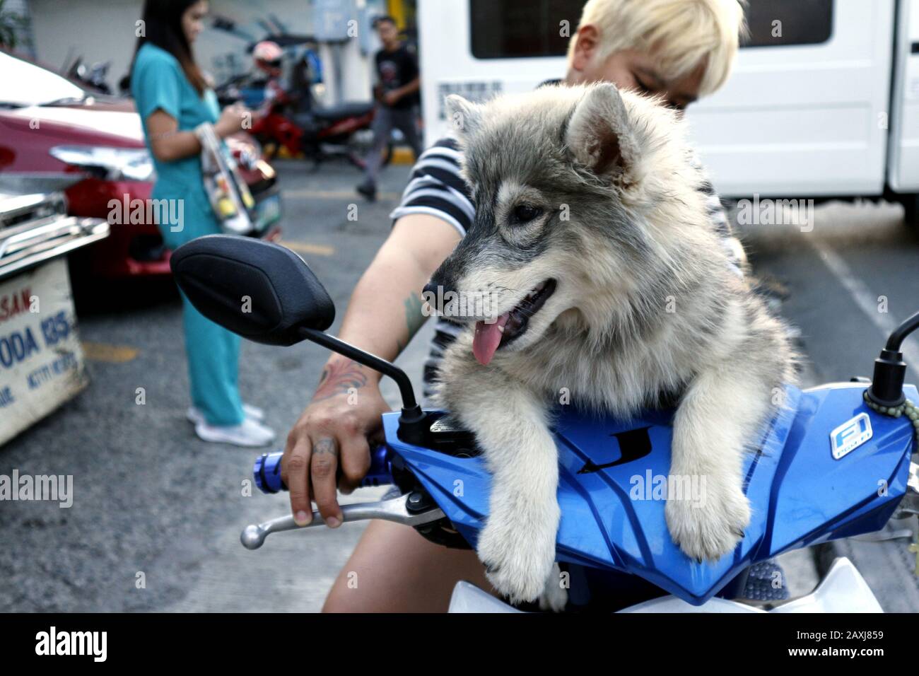 Antipolo City, Filippine - 11 febbraio 2020: Carino Alaskan Malamute giro di cucciolo su una moto. Foto Stock