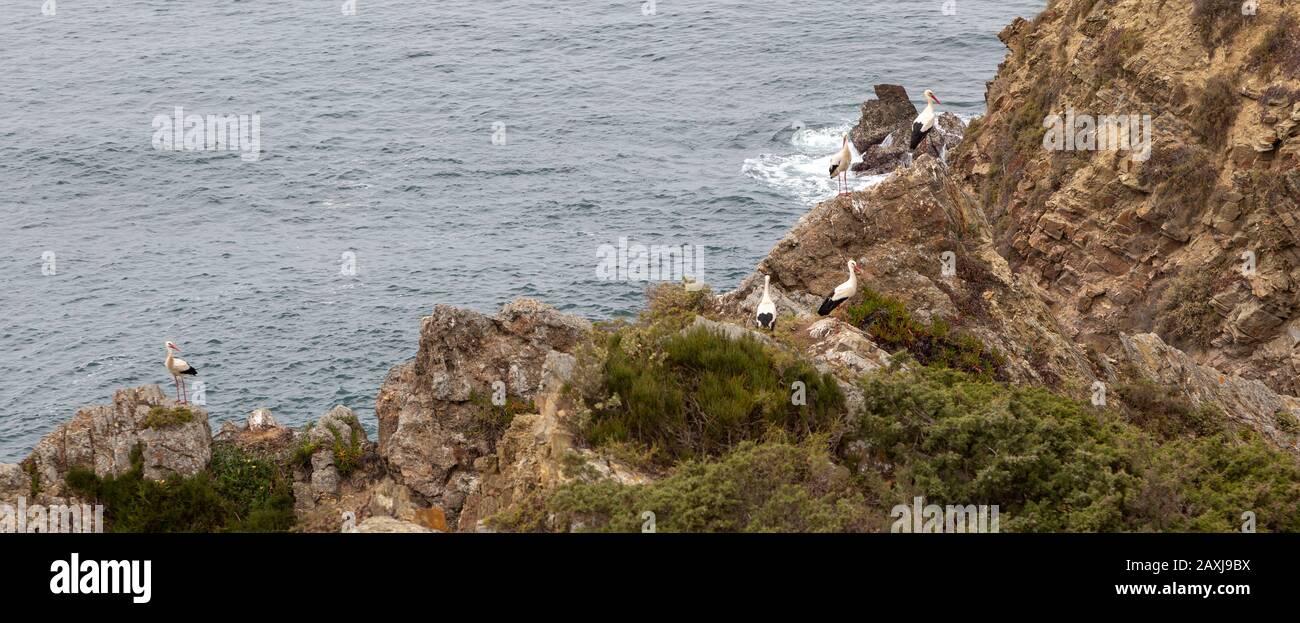 Coste rocciose frastagliate vicino ad Azenha do Mar, Alentejo Littoral, Portogallo, Europa meridionale con cicogne bianche (Ciconia ciconia) che nidificano sulle scogliere Foto Stock