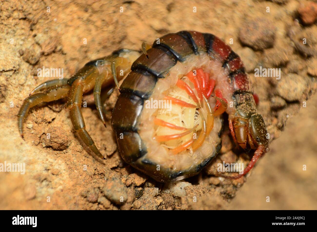 Centipede che custodisce i suoi giovani - Stelopendra sp, distretto di Satara , Maharashtra , India Foto Stock