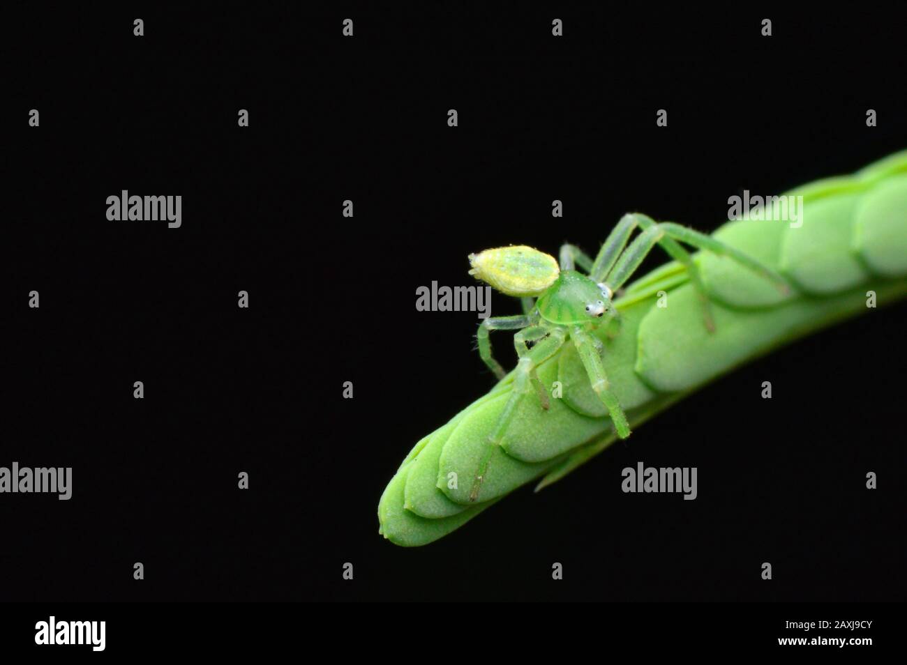 Ragno di granchio - Ebrechtella sp, Satara District , Maharashtra , India Foto Stock